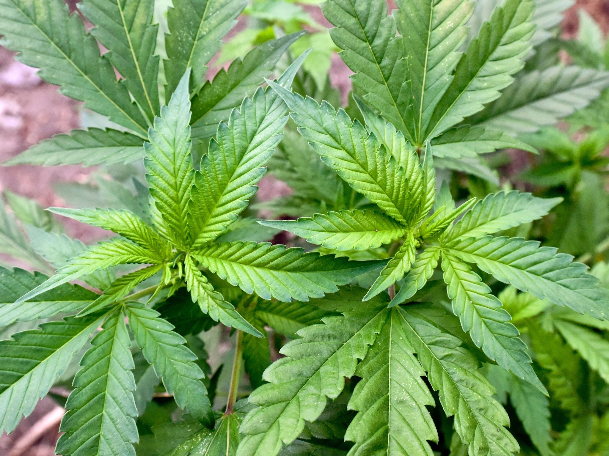 Richterbund erwartet keine Entlastung durch Cannabis-Gesetz