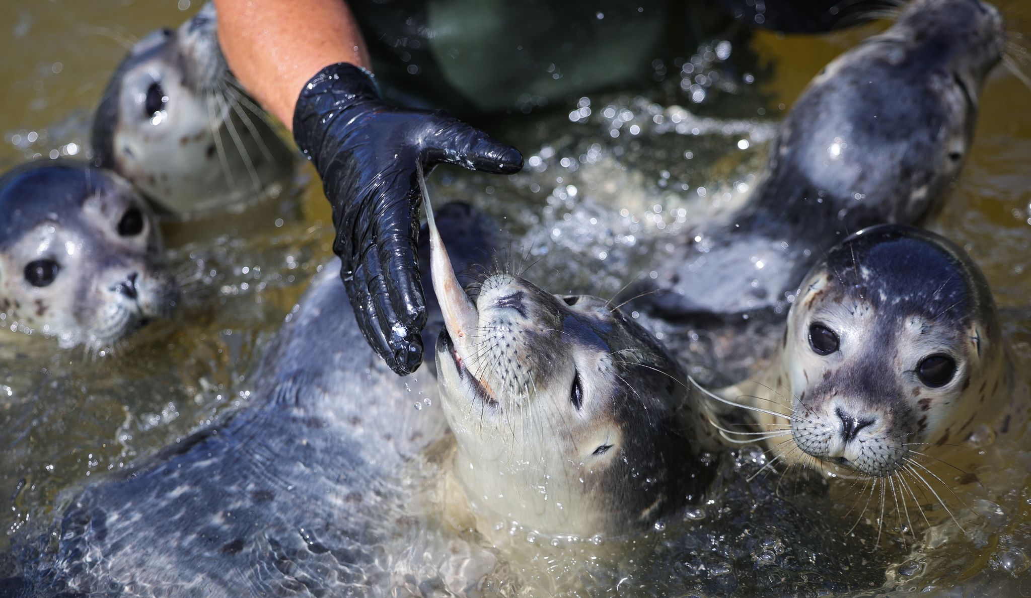 Hochsaison: Seehundstationen haben viel zu tun