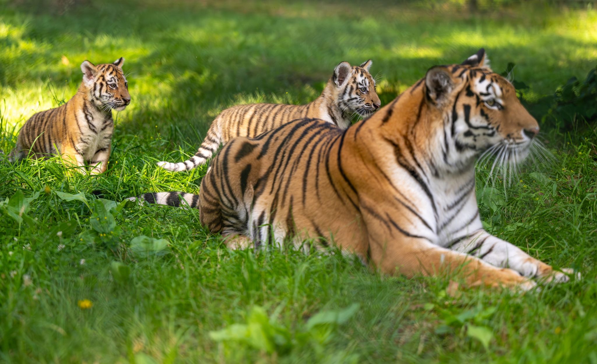 Erstmals Nachwuchs bei Sibirischen Tigern im Serengeti-Park