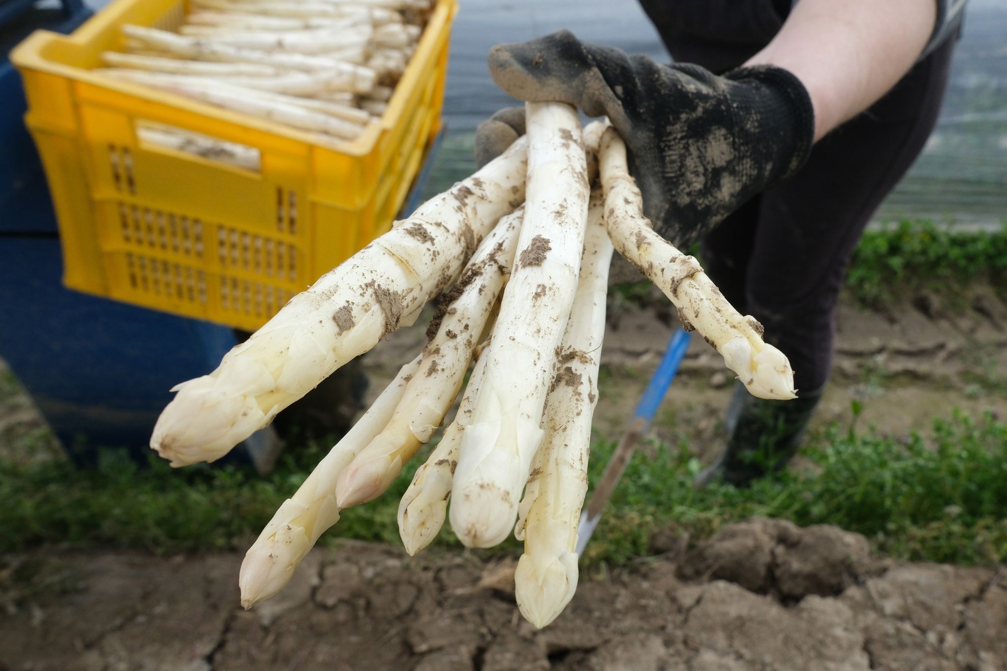 Erdbeer- und Spargelernte so gering wie seit Jahren nicht