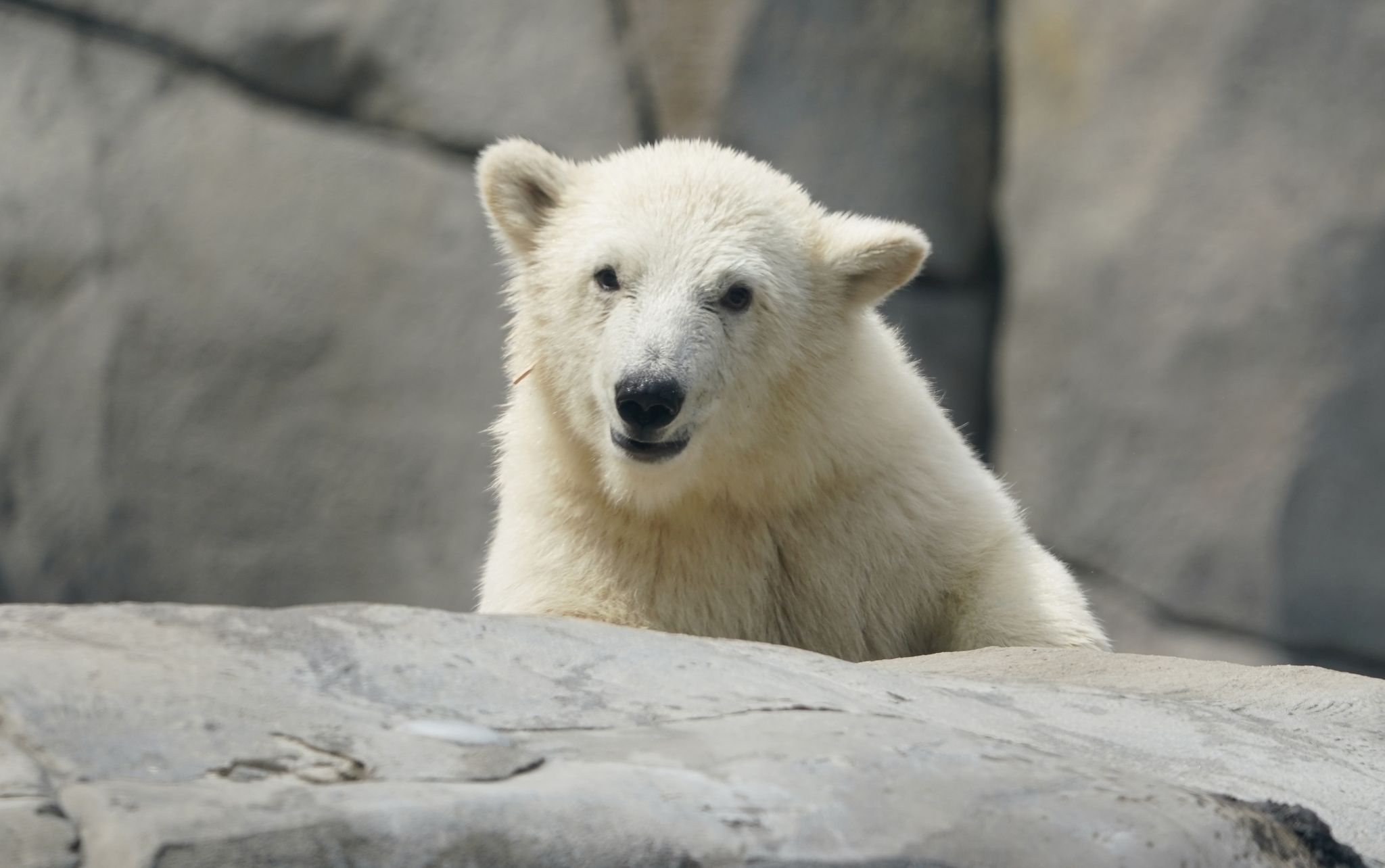 Kleine Eisbärin erobert Außenanlage bei Hagenbeck