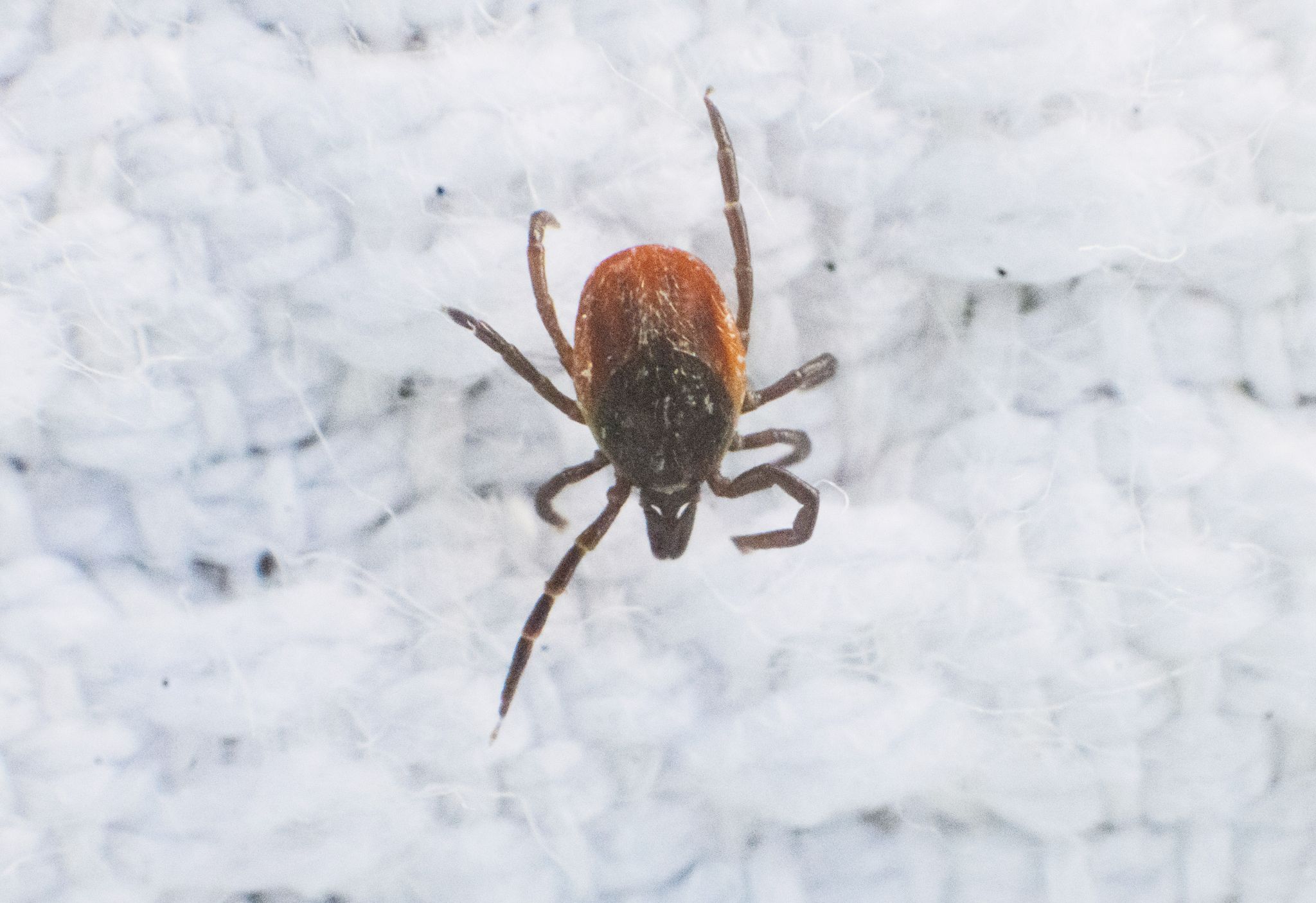 Neu entdecktes Zecken-Virus in Europa verbreitet