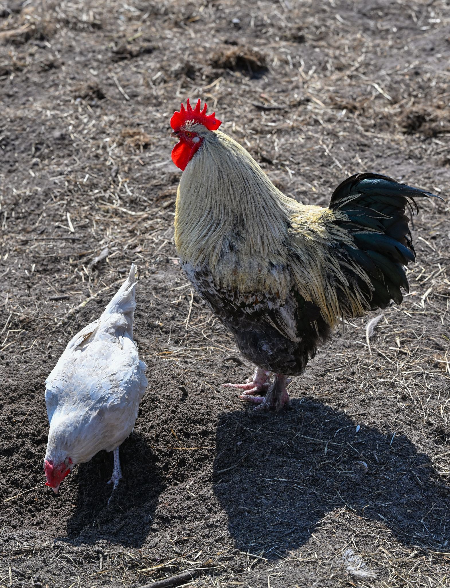 Wenig Fortschritt bei Fleisch aus besserer Haltung