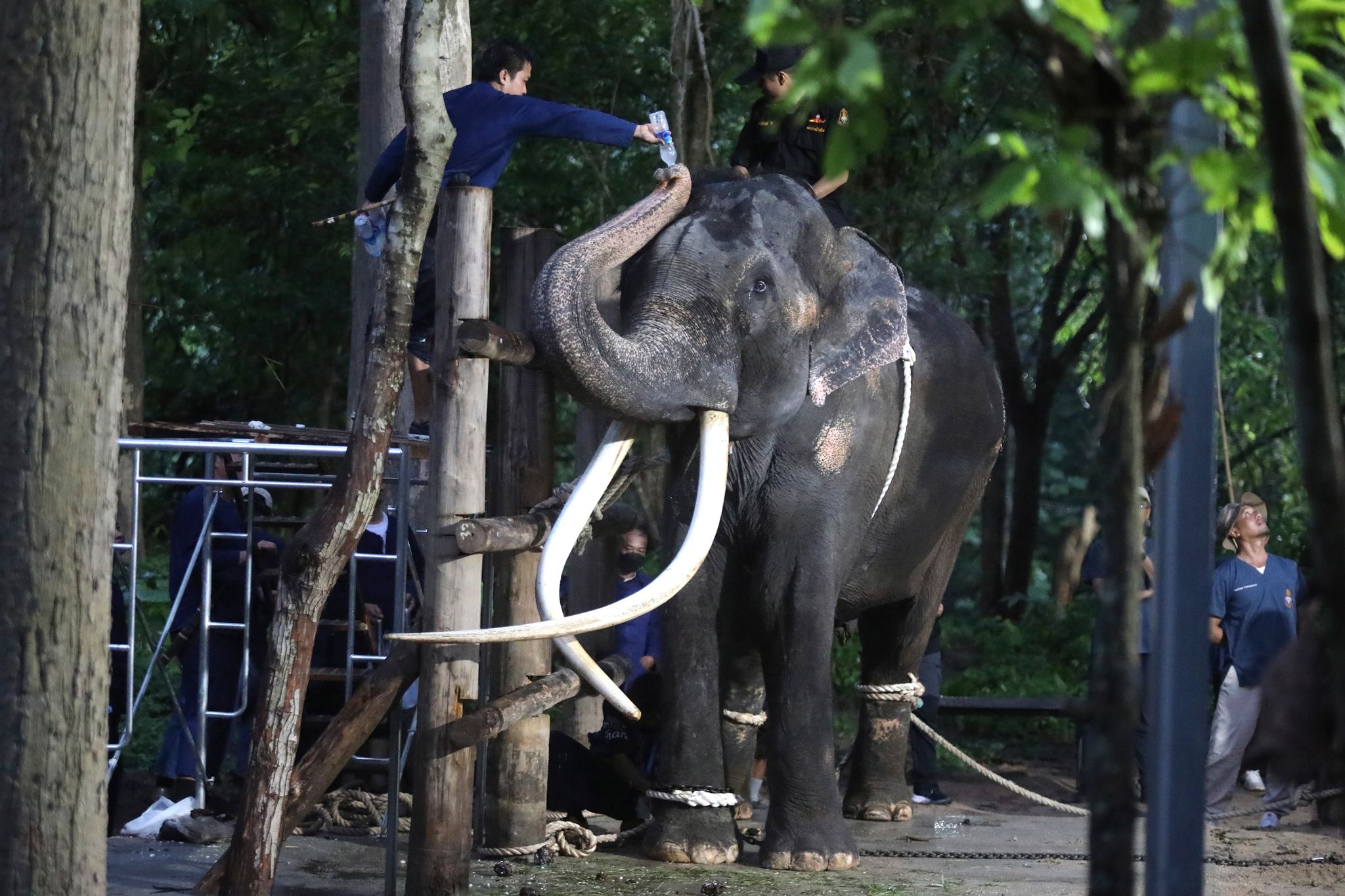 Thailands König unterstützt Behandlung von Elefant Sak Surin