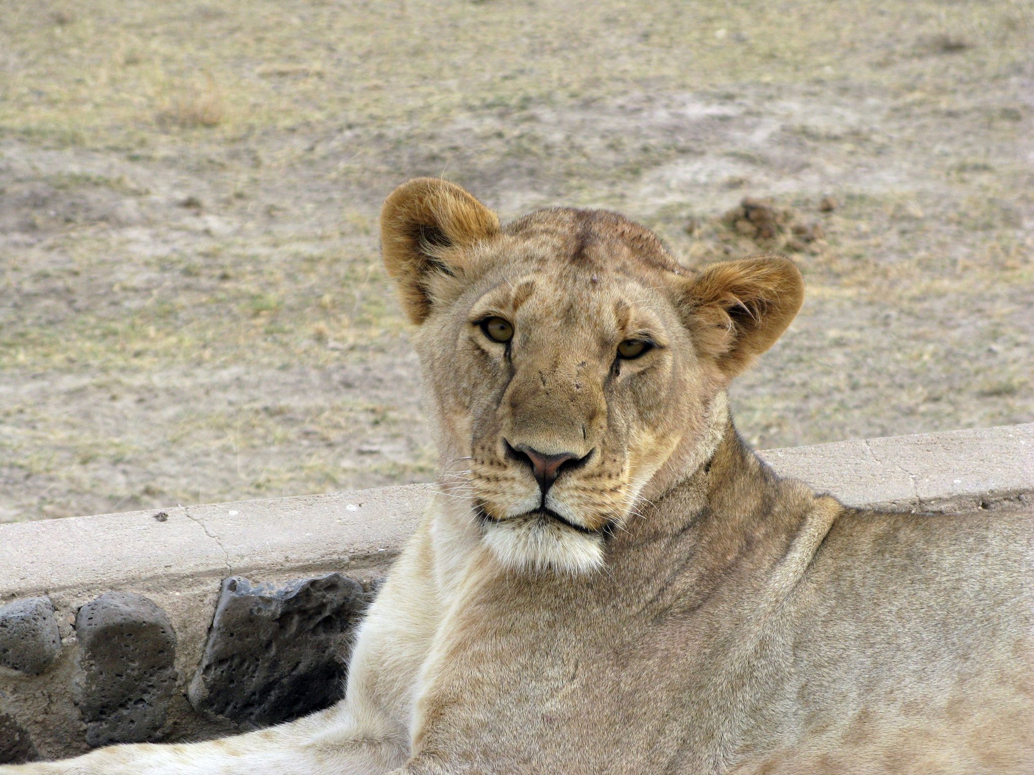 Experte: Überraschung bei Begegnung mit Raubtier vermeiden