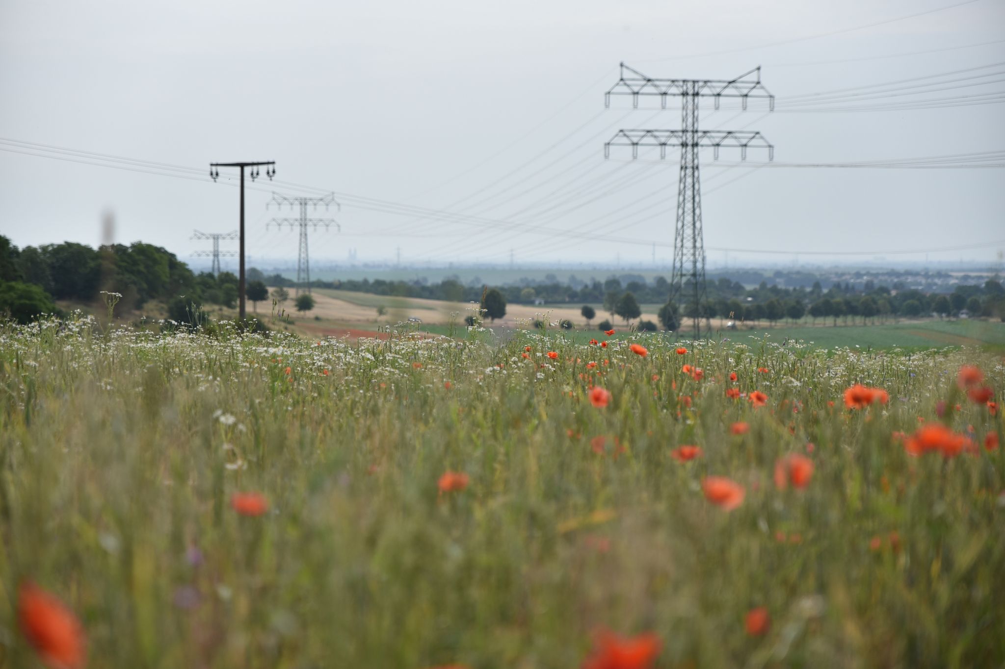 Deutschland in Biodiversitätsliste fast EU-Schlusslicht