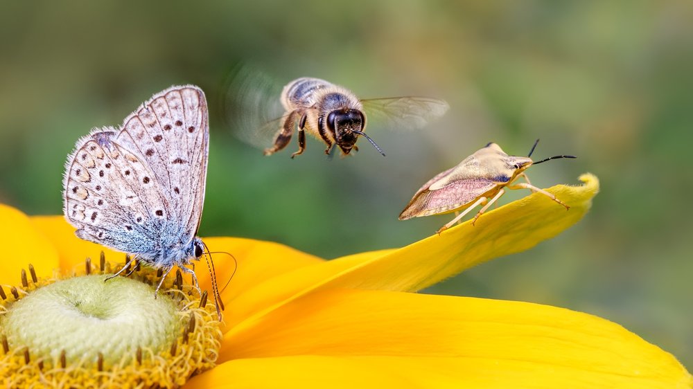 Nervig, aber wichtig fürs Ökosystem: Darf man Insekten töten?
