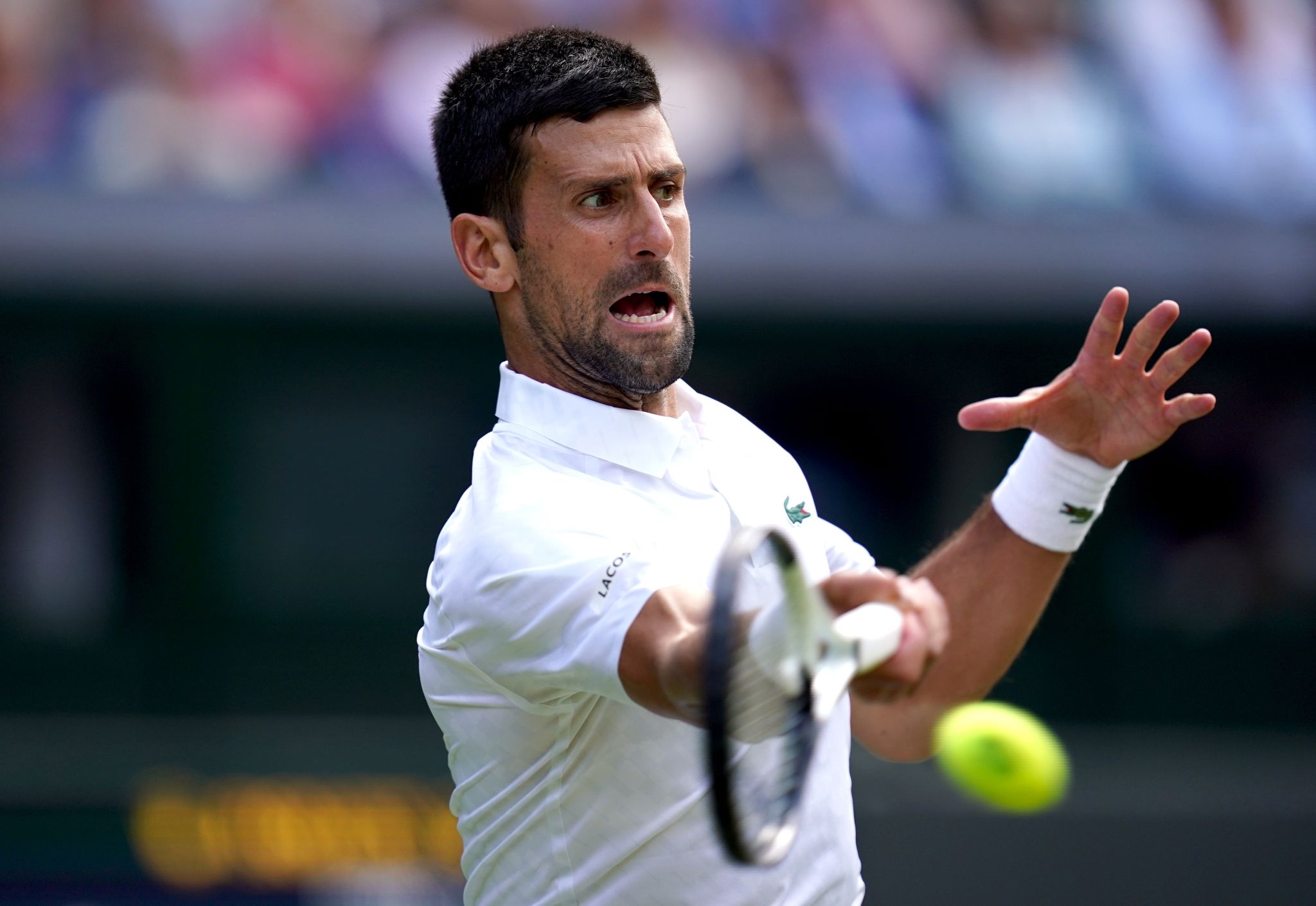 Djokovic und Alcaraz in Wimbledon im Viertelfinale