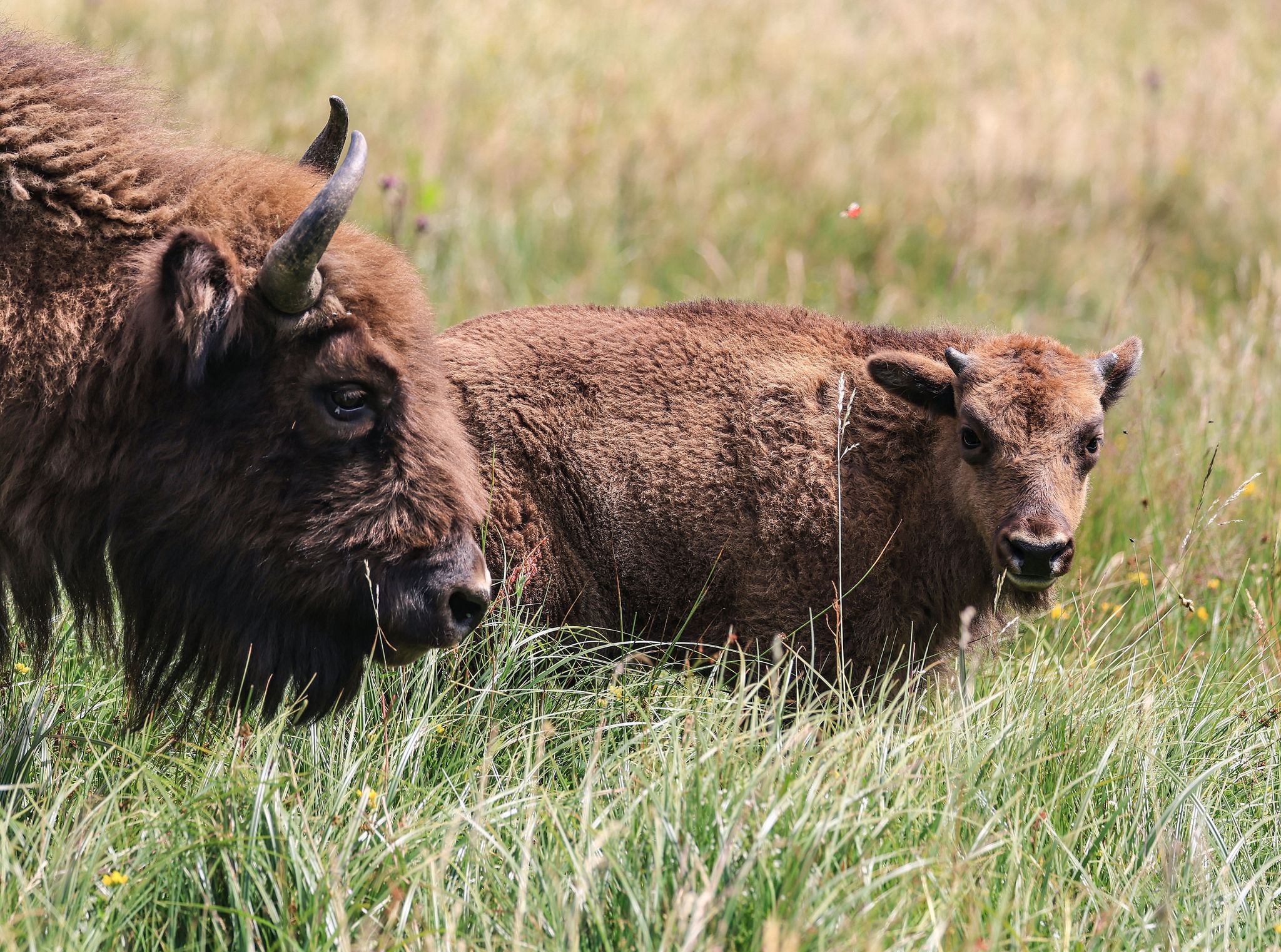 Wisente-Artenschutzprojekt vor dem Aus: Wie geht es weiter?
