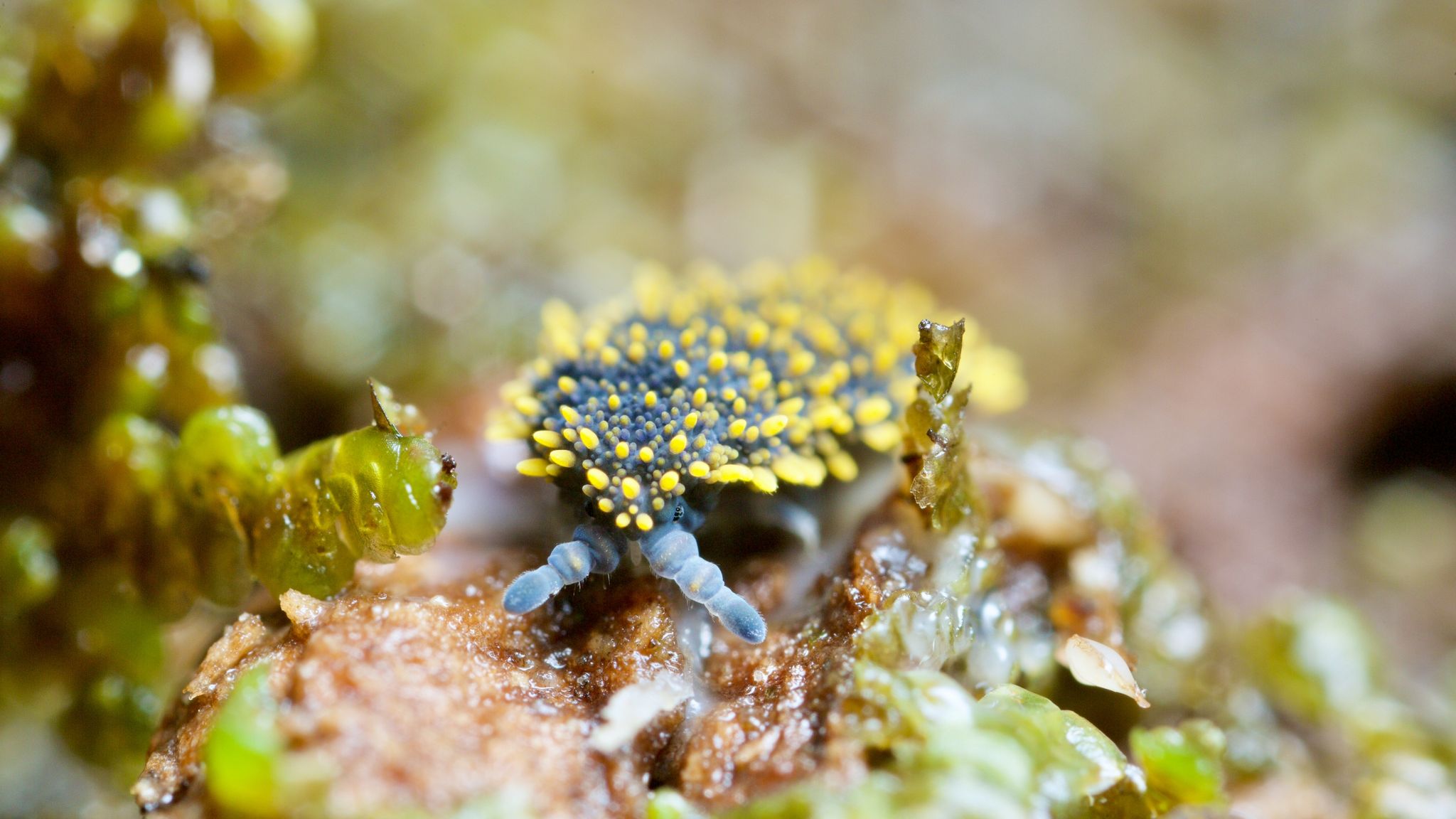 Nirgends wimmelt es so von Arten wie im Boden