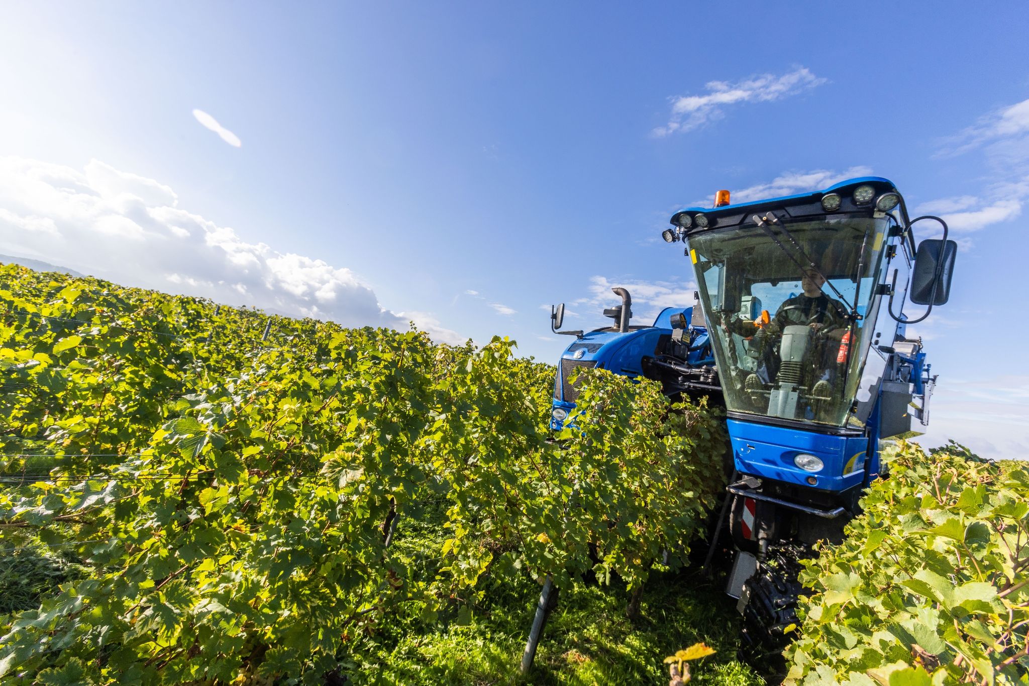 Üppige Regenfälle machen Winzern in manchen Regionen Sorge