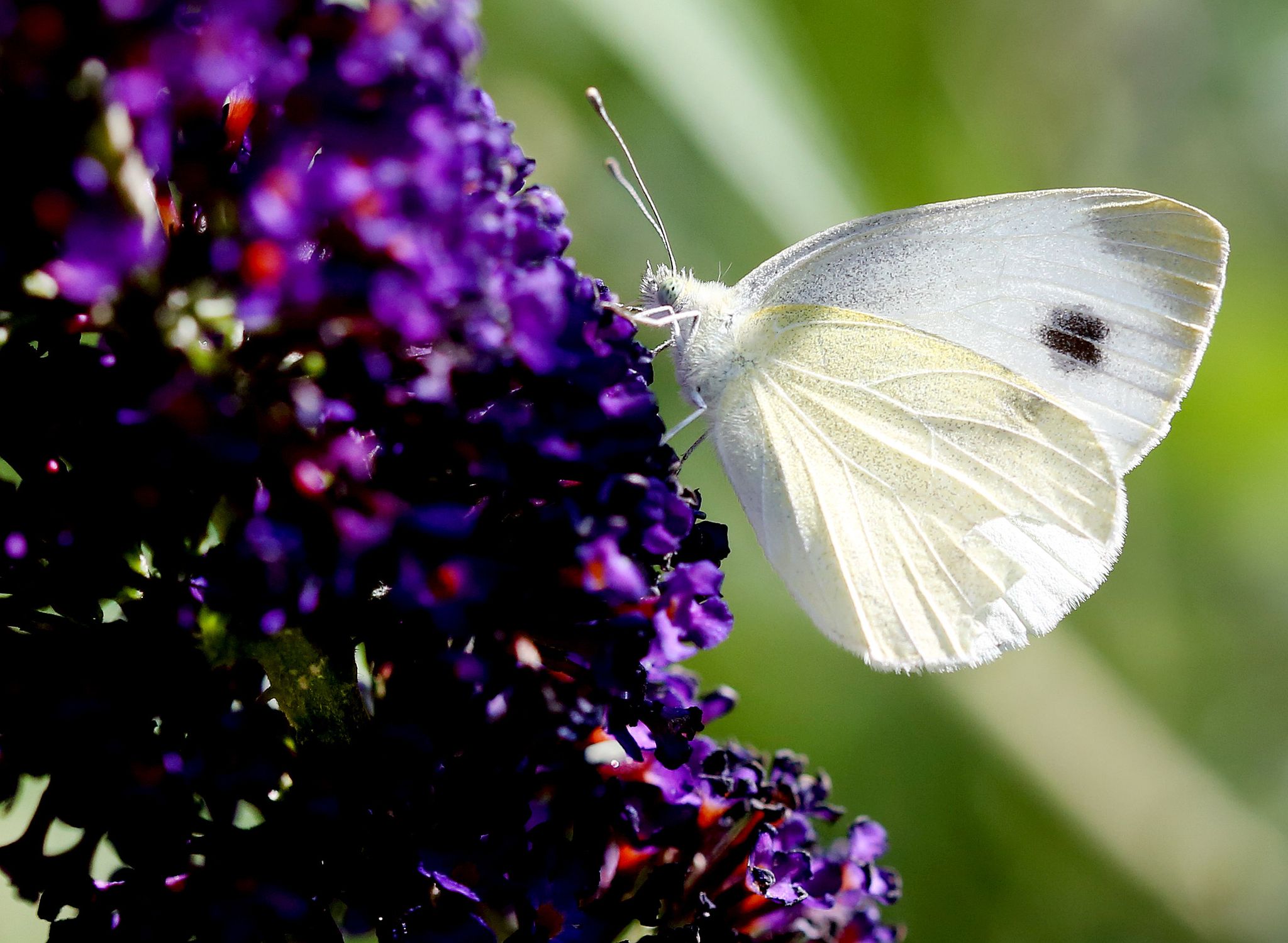 Falter-Flaute? – Oft weniger Schmetterlinge als sonst