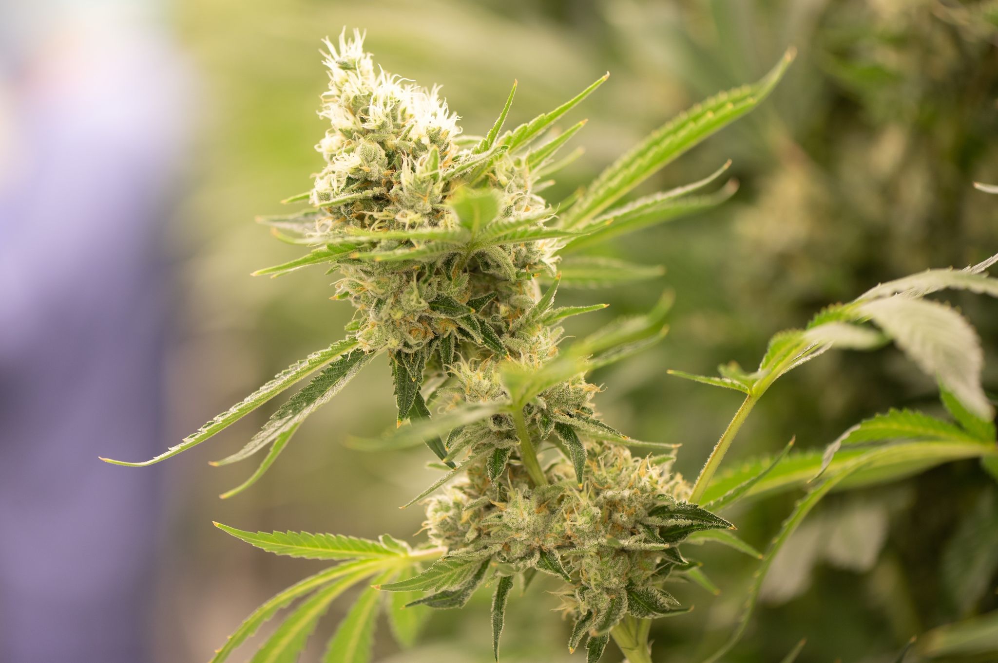 Richterbund bekräftigt Kritik an Cannabis-Plänen