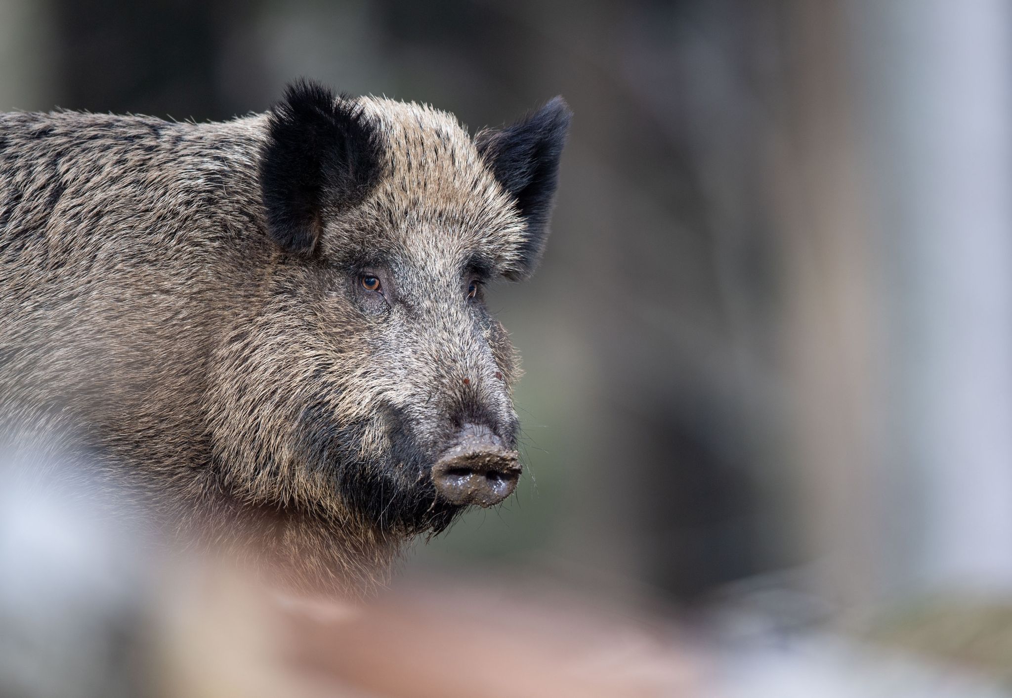 Wildschweine durch Atomwaffentests deutlich belastet