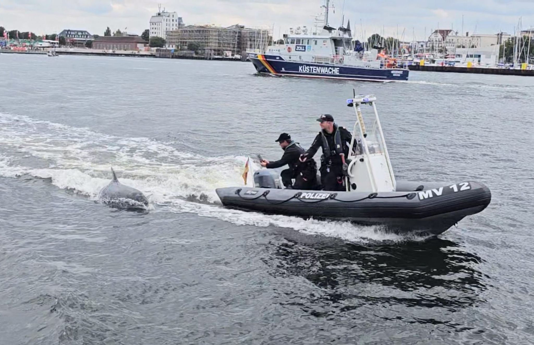 Delfin vor Rostock hat Spaß an Polizeiboot