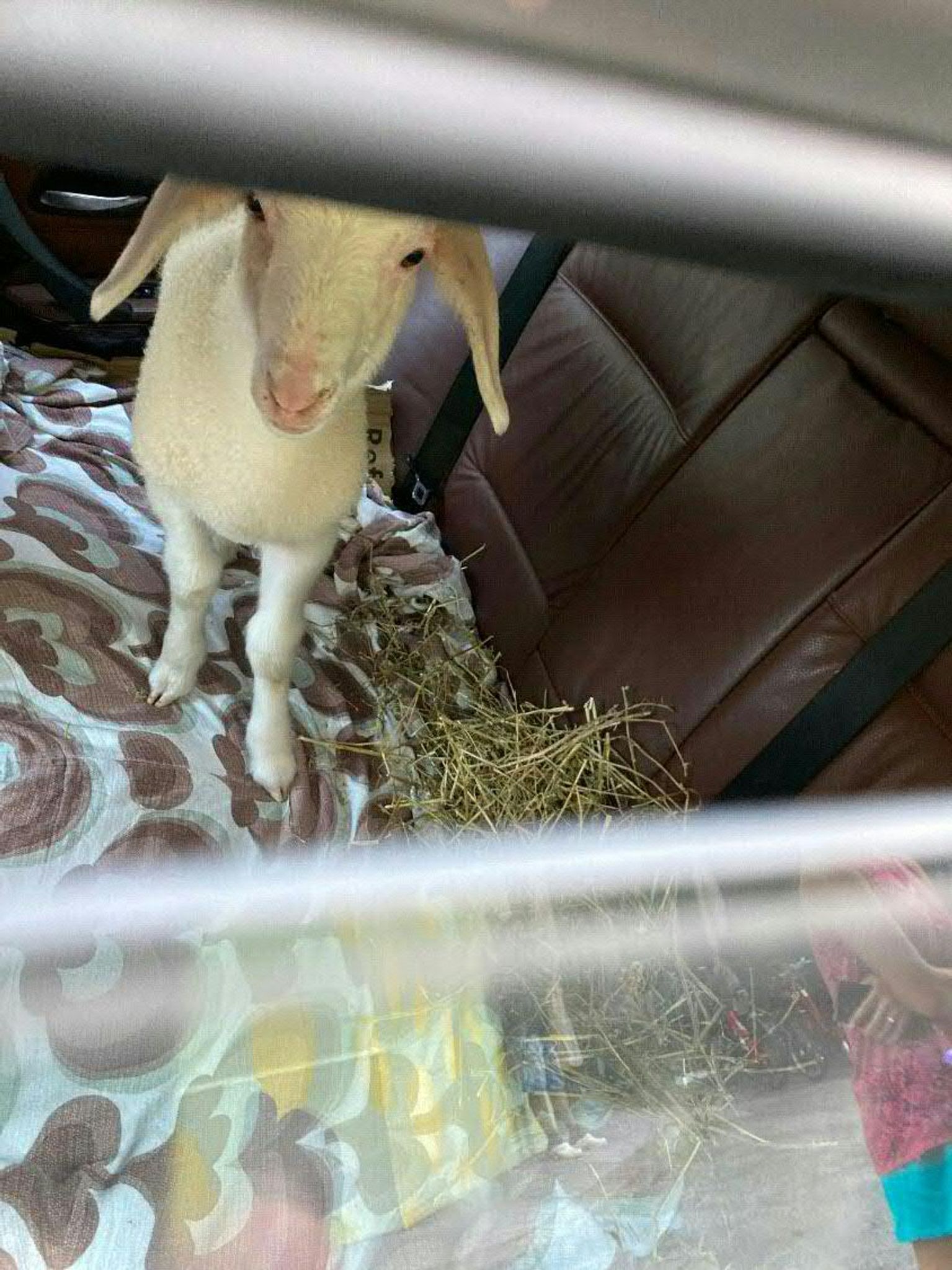 Berliner sorgt mit Lamm für Polizeieinsatz