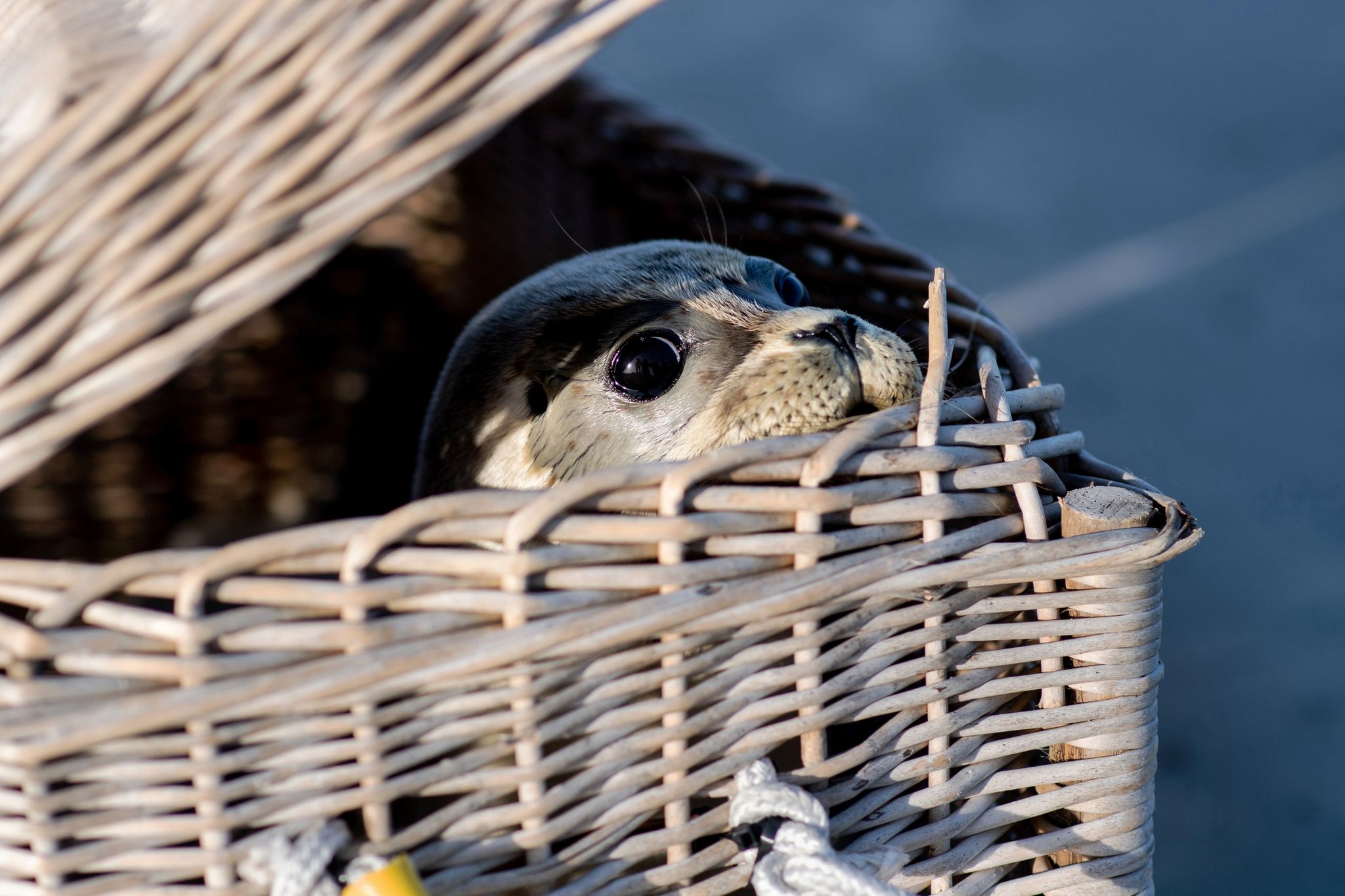 Seehundstationen wildern junge Seehunde aus