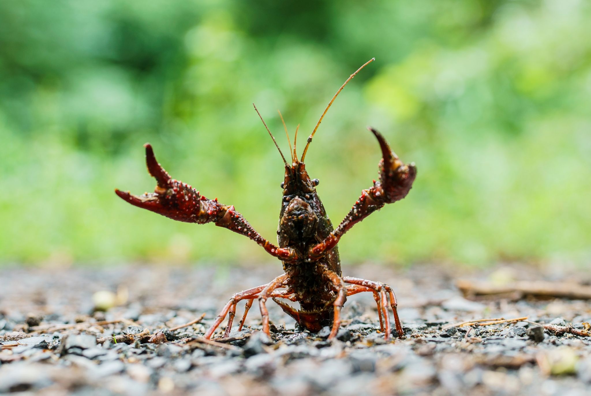Invasive Krebsart verbreitet Krebspest in Südhessen
