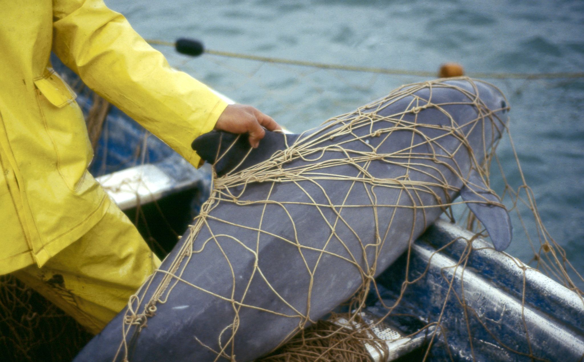Walfangkommission warnt vor Aussterben der Vaquitas