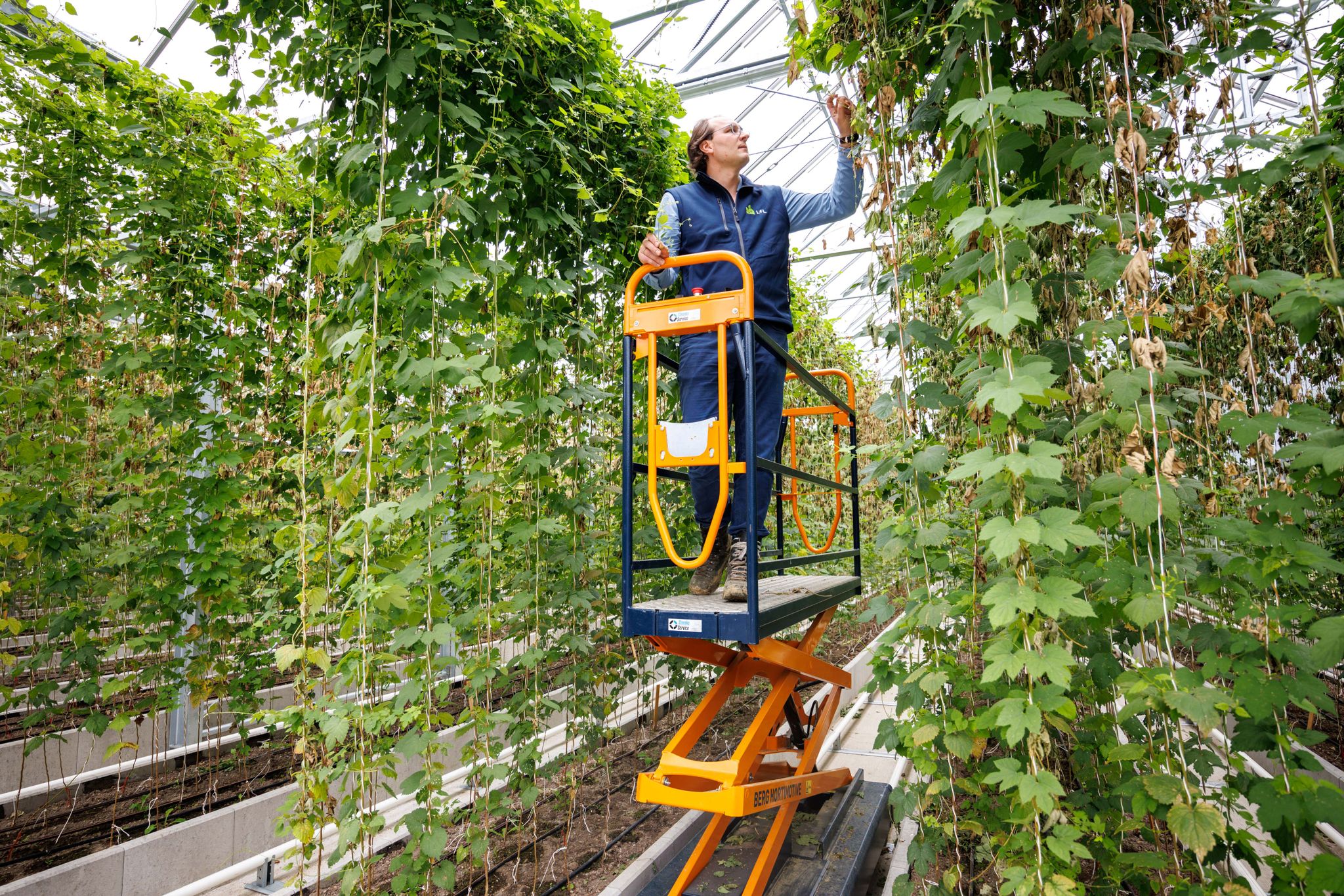 Wie der Hopfen klimafest wird