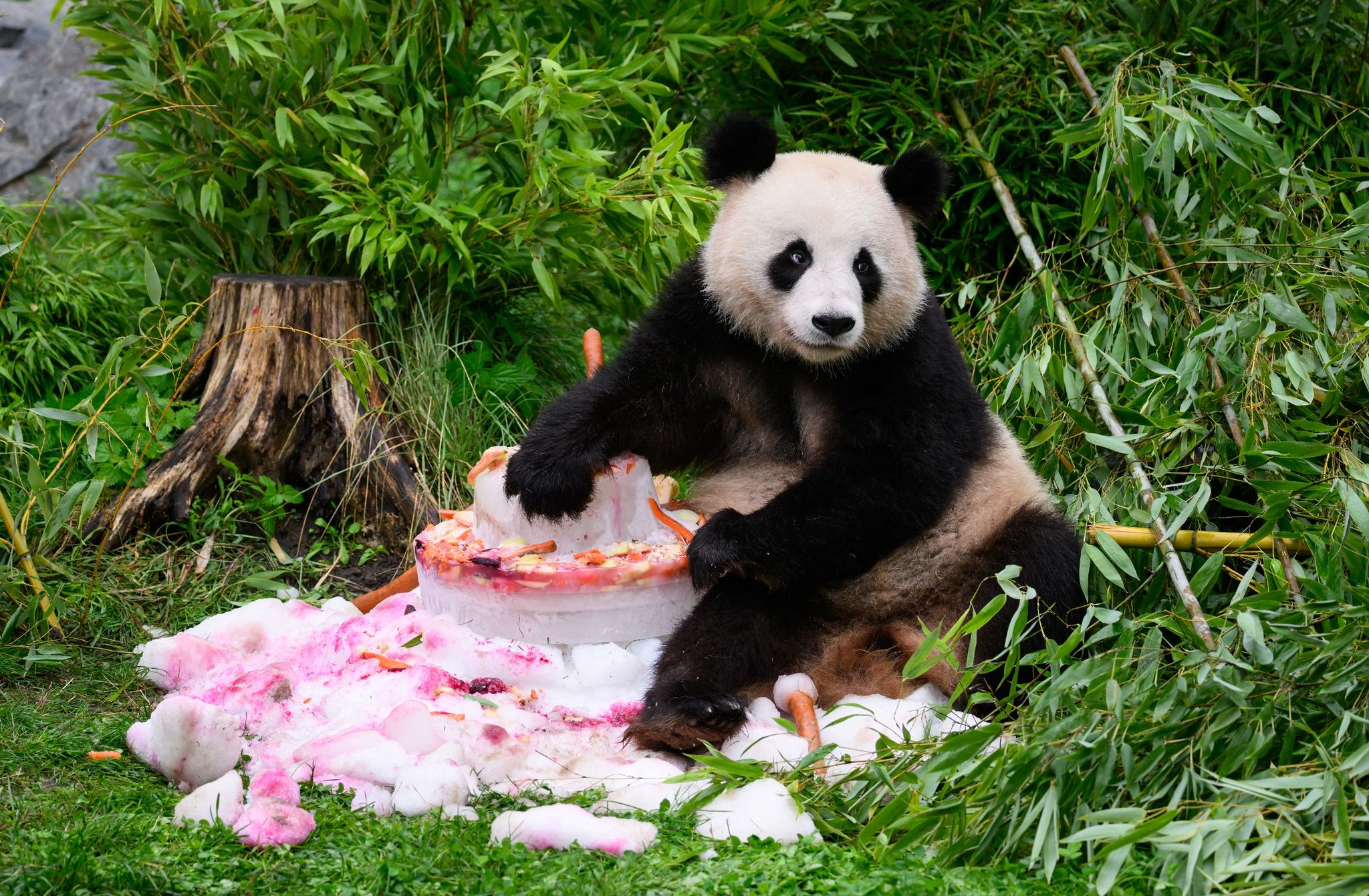 Pandabären feiern vierten Geburtstag mit Eistorte