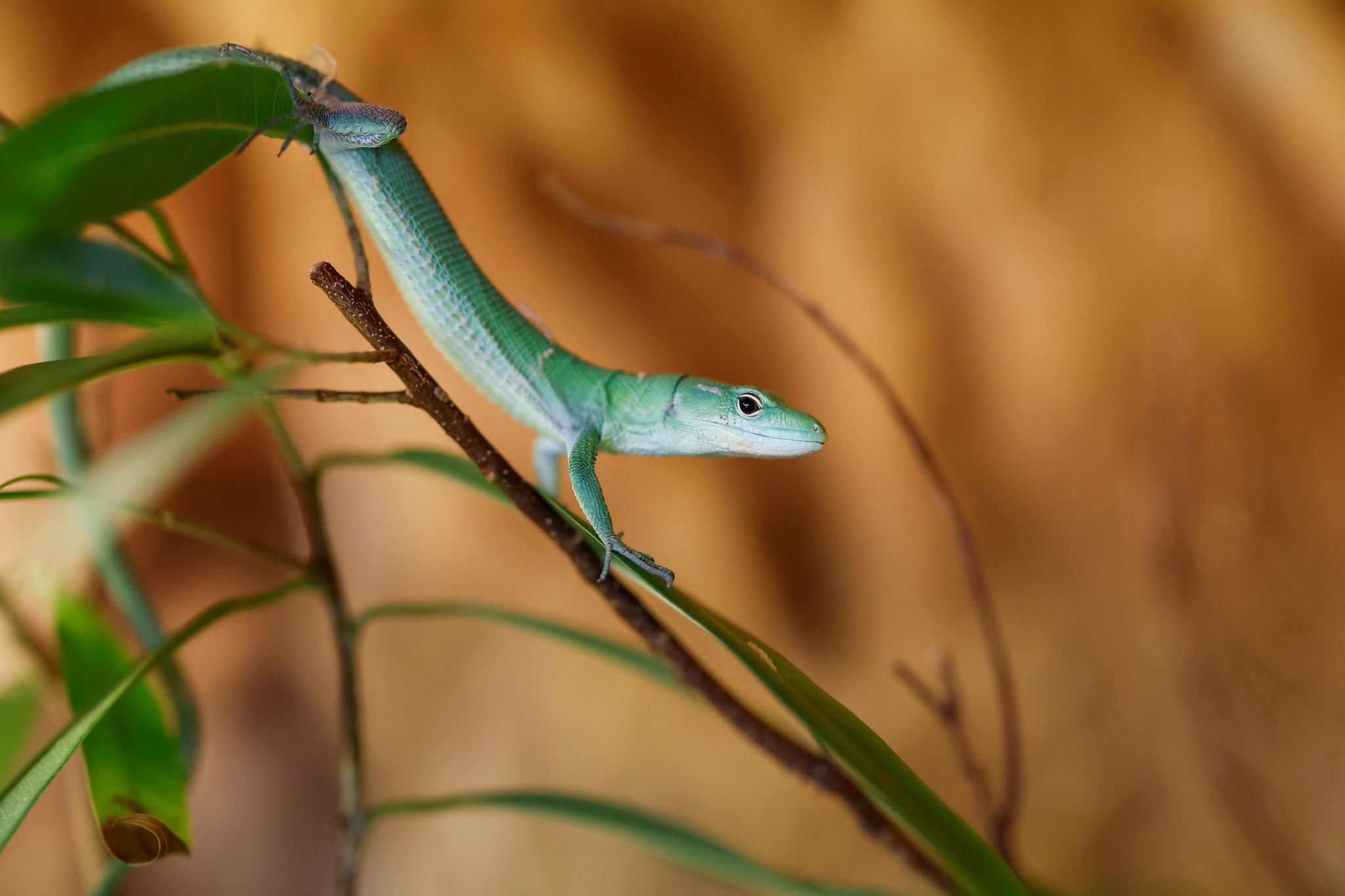 Reptilien als Haustiere – Faszination mit Folgen