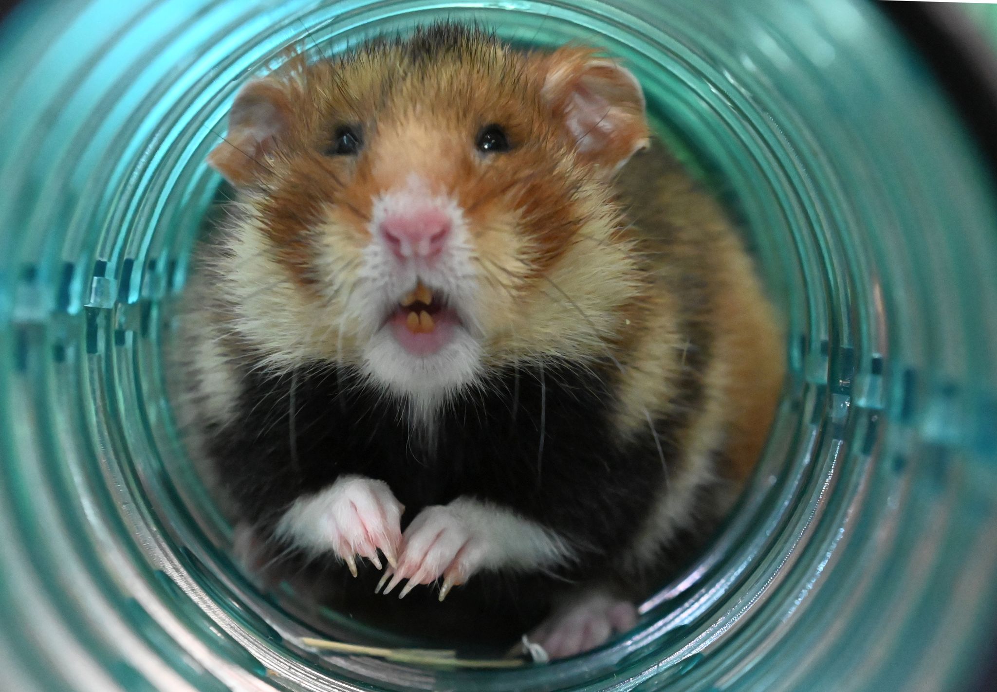 Kampf um die letzten Feldhamster – Die Zeit drängt