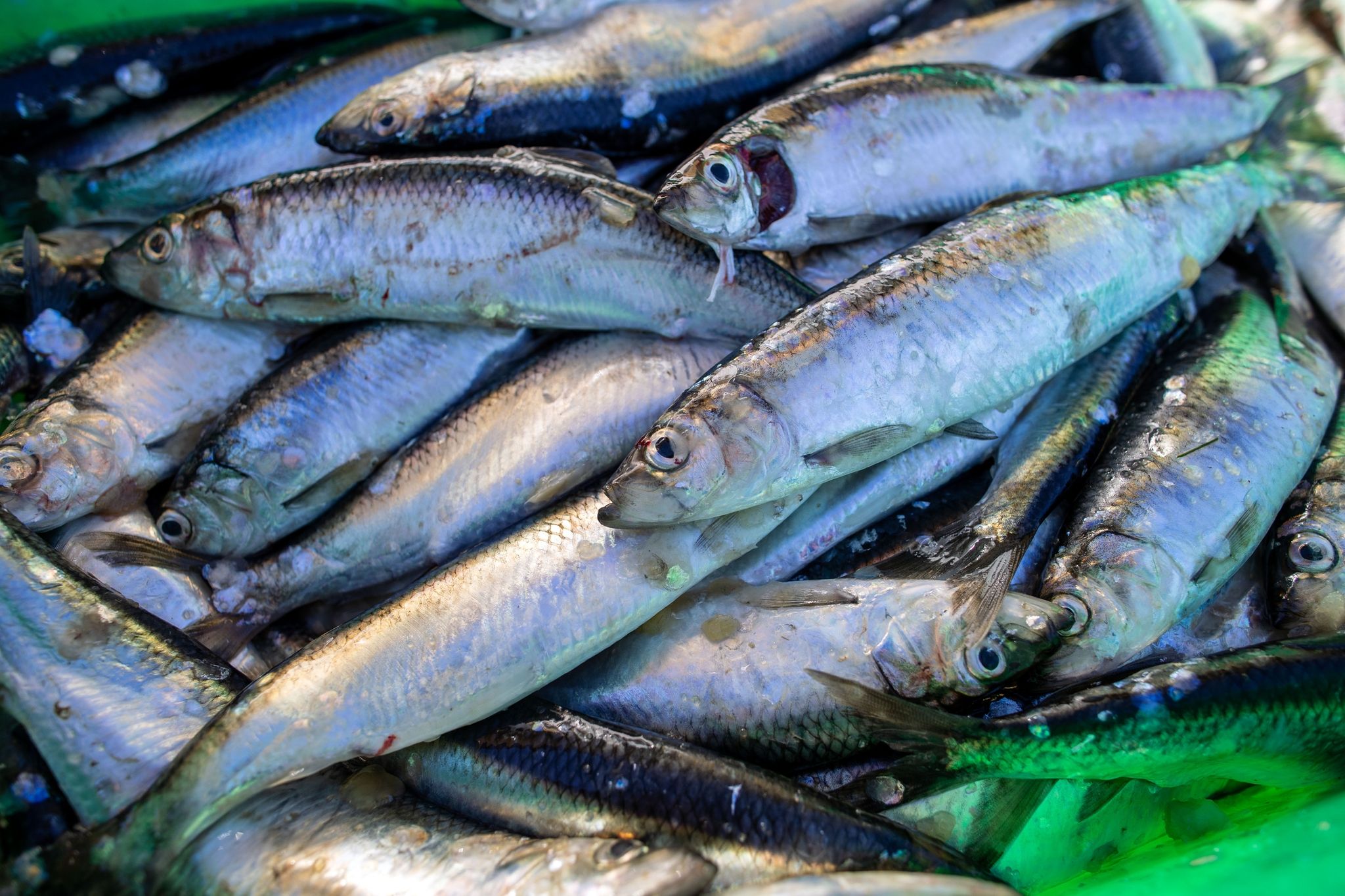 Fischerei: Steigender Umsatz trotz geringer Fangmengen