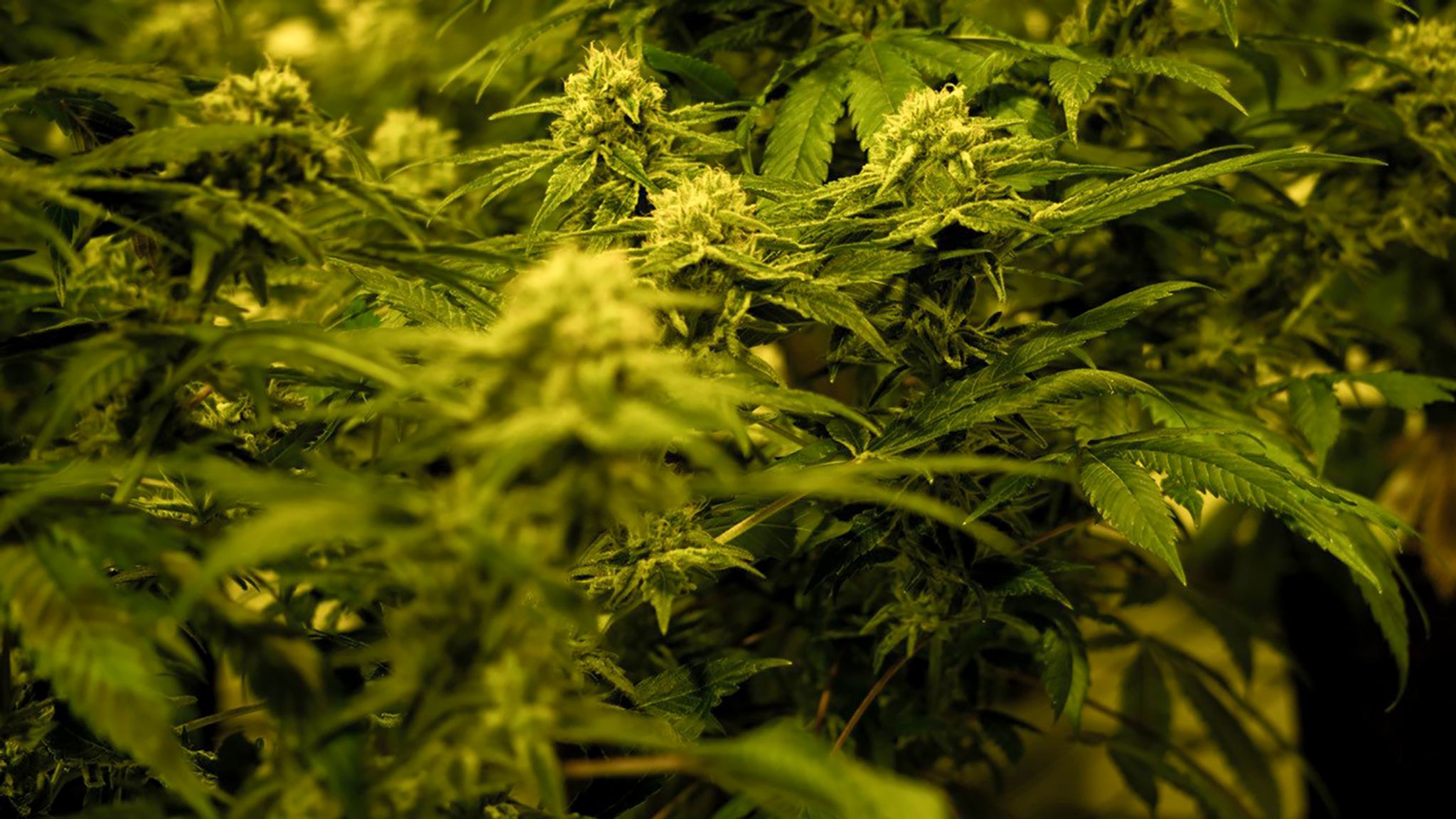 Cannabis-Legalisierung – sinnvoll oder gefährlich? 