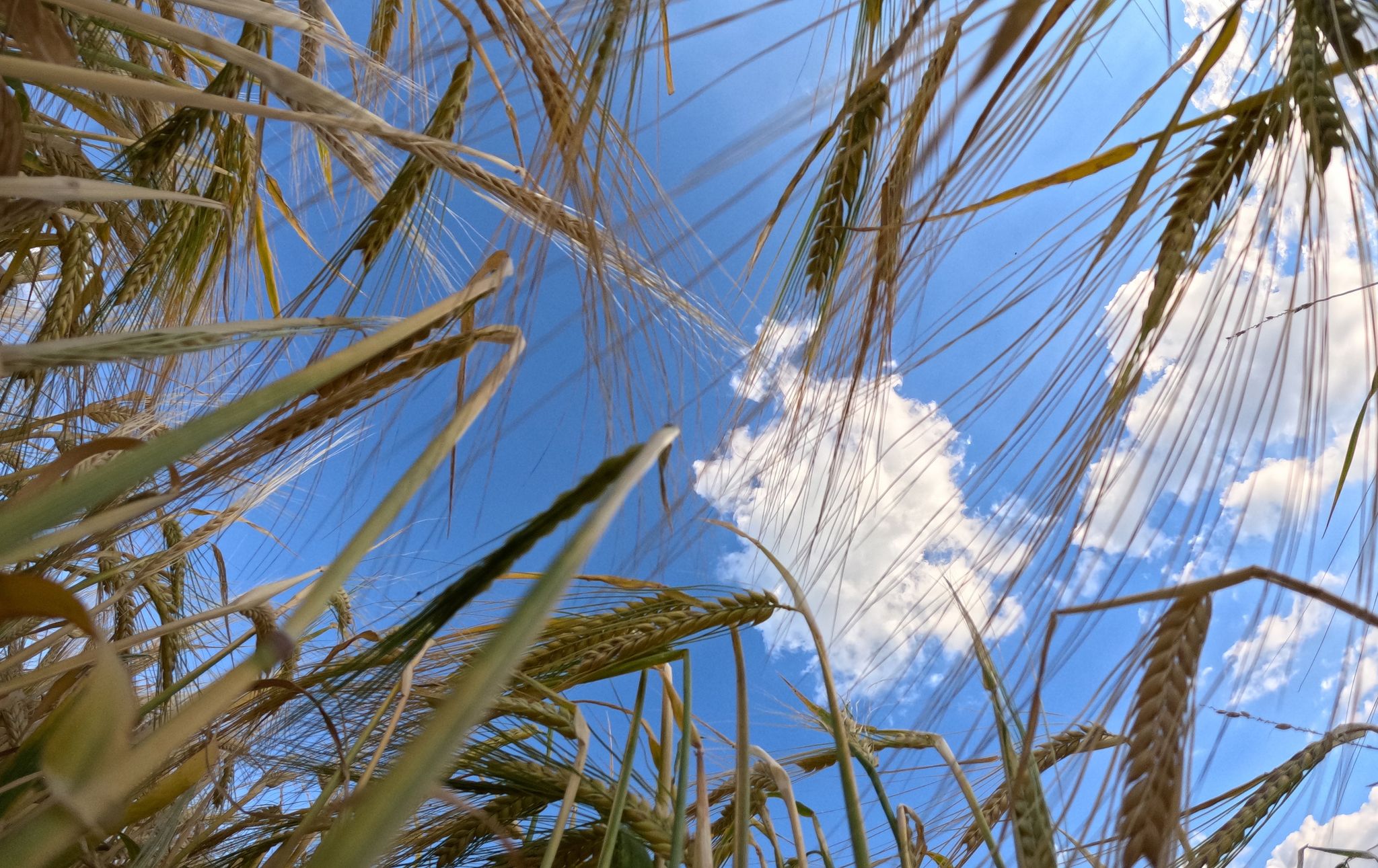 Agrar-Erzeugerpreise und Großhandelspreise weiter gesunken