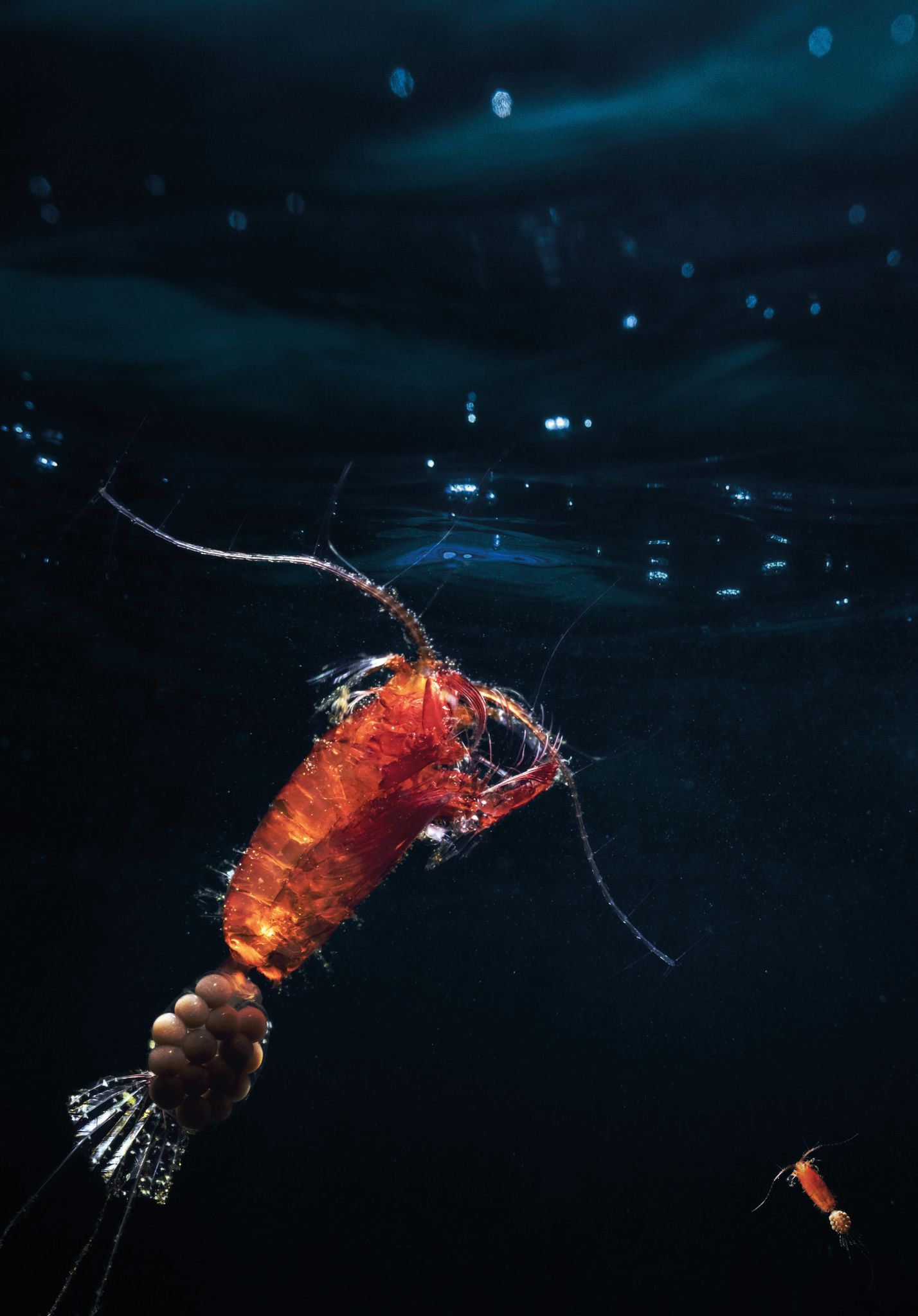 Klimakrise bedroht Arktis-Plankton: Gefahr für Meerestiere