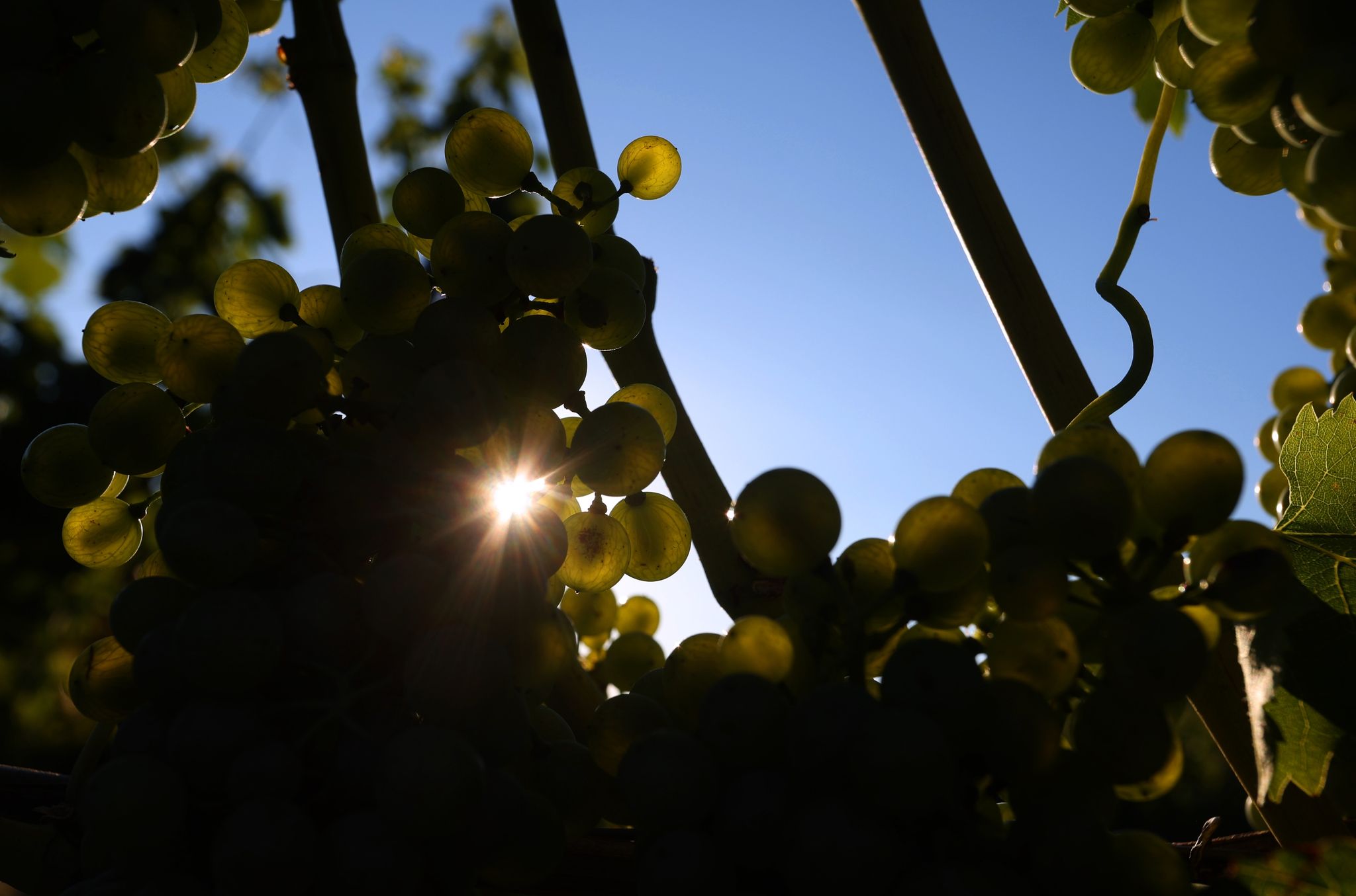 Stunden kein Strom: Schlag für Südafrikas Weinindustrie