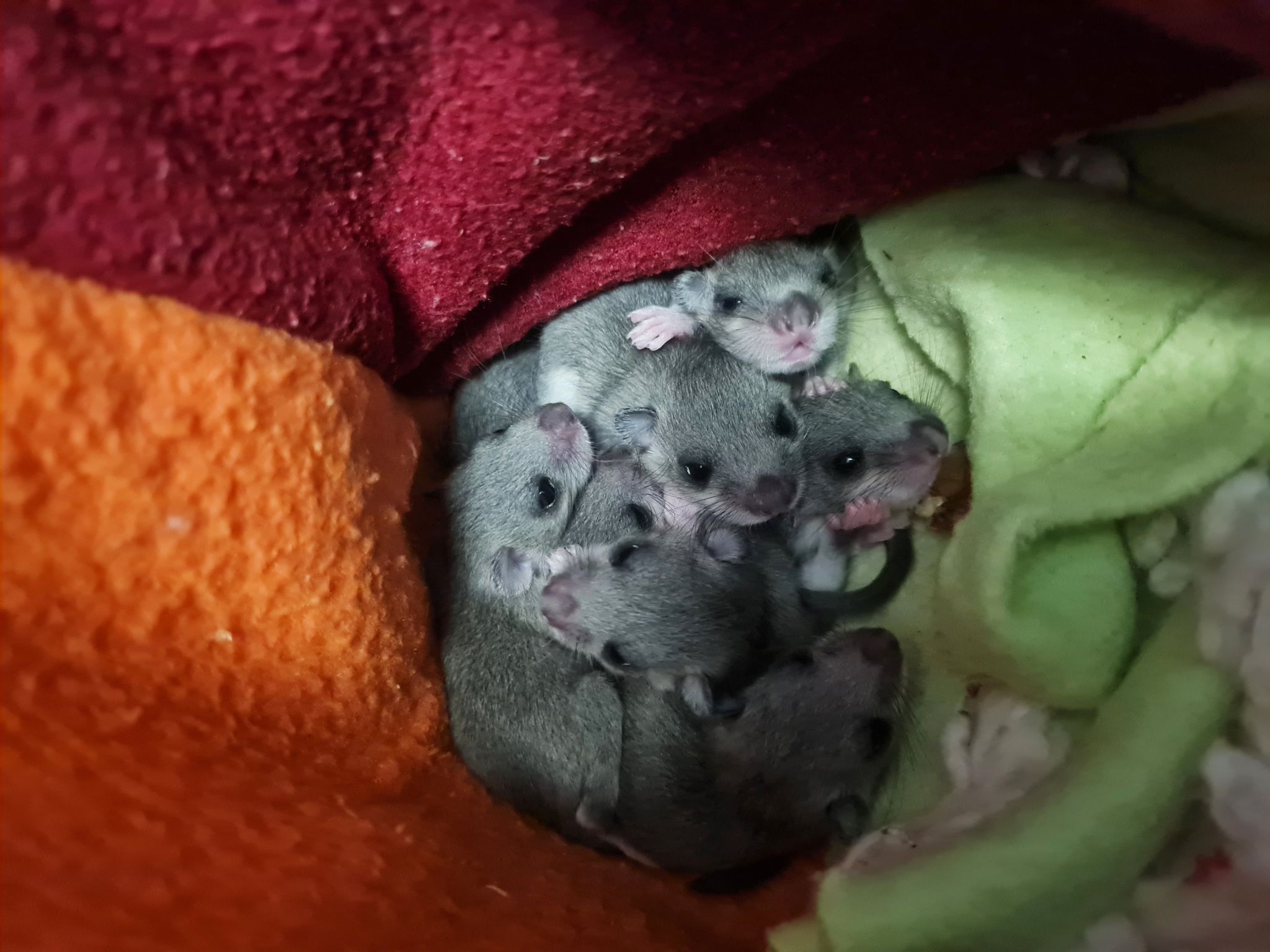 In Badezimmer gefundene Siebenschläfer ausgewildert