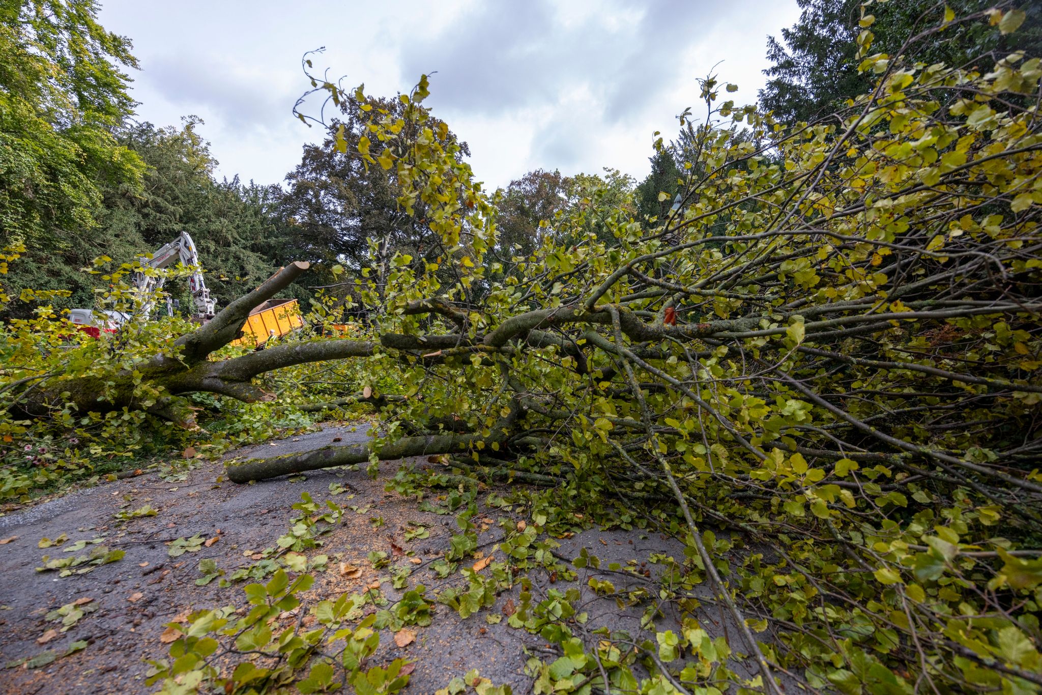 Baum stürzt in Würzburg um – Frau erliegt Verletzungen