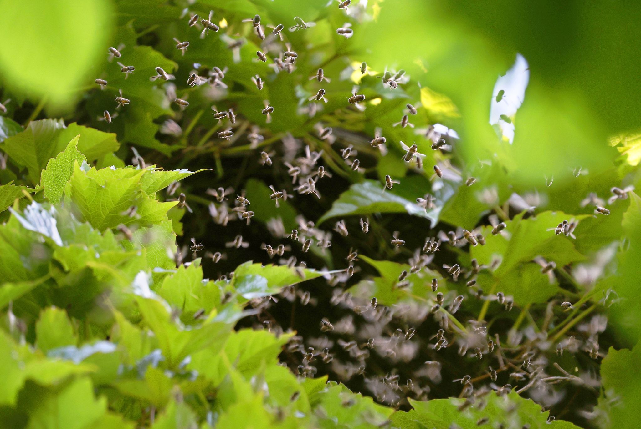 Wettereinfluss auf Insektenschwund – kontroverse Debatte