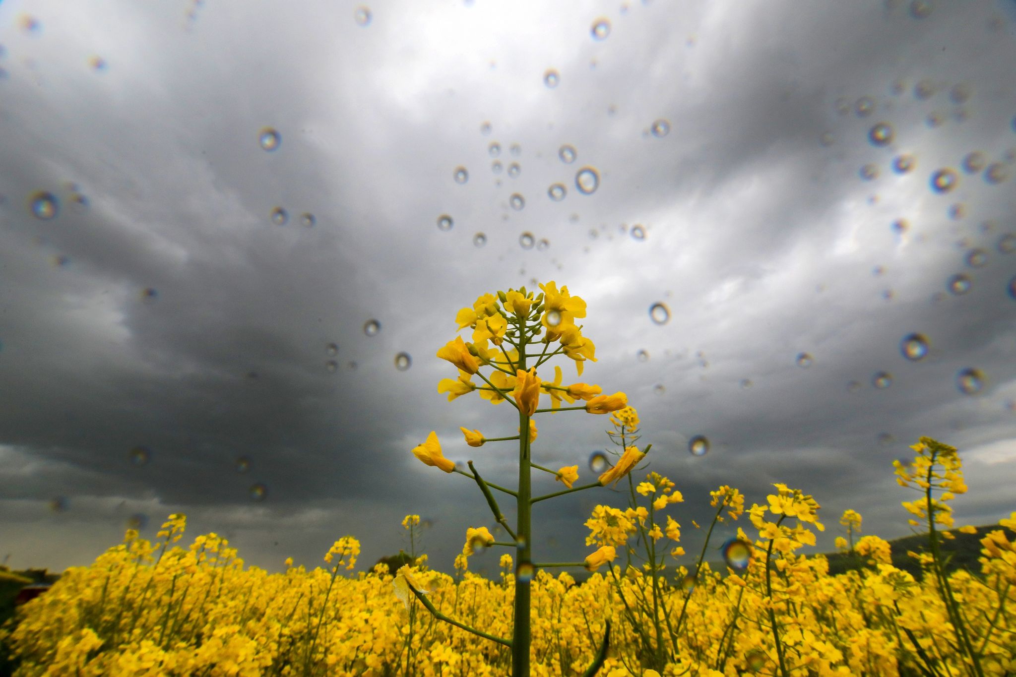 Schauer, Gewitter und Kaltfront vertreiben sommerliche Wärme