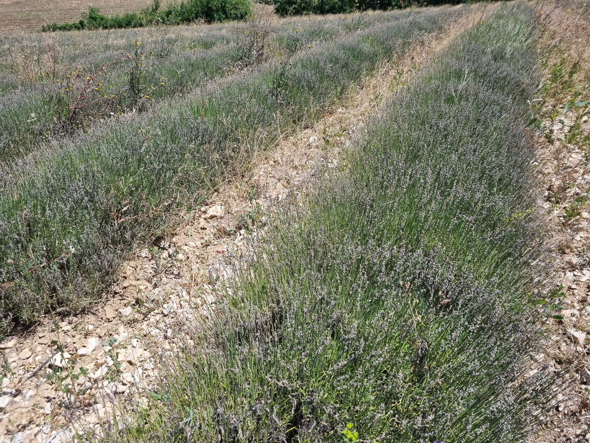 Raupe frisst Lavendel: Verband sieht enorme Einbußen