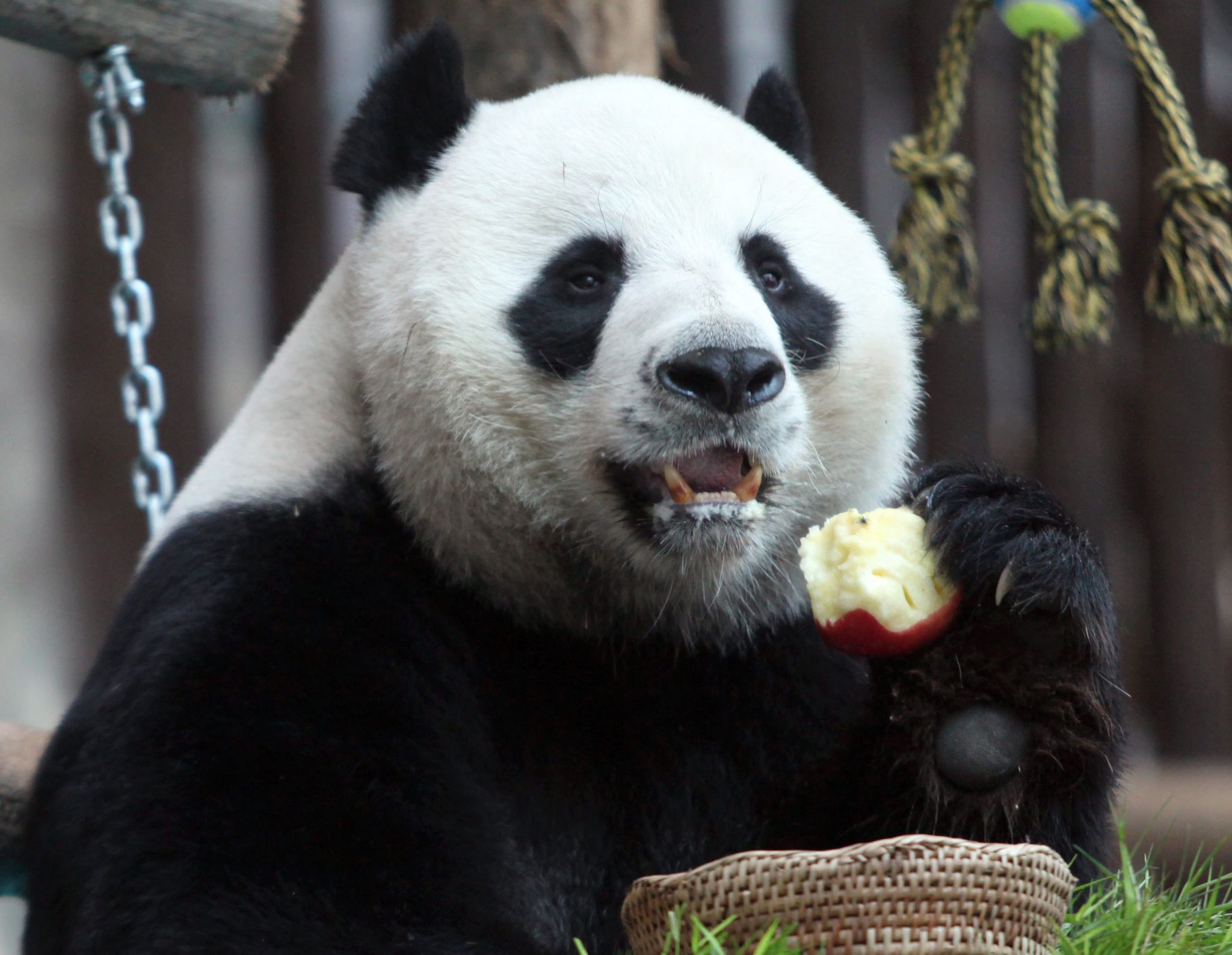 Kontroverse um neue Panda-Leihgaben in Thailand