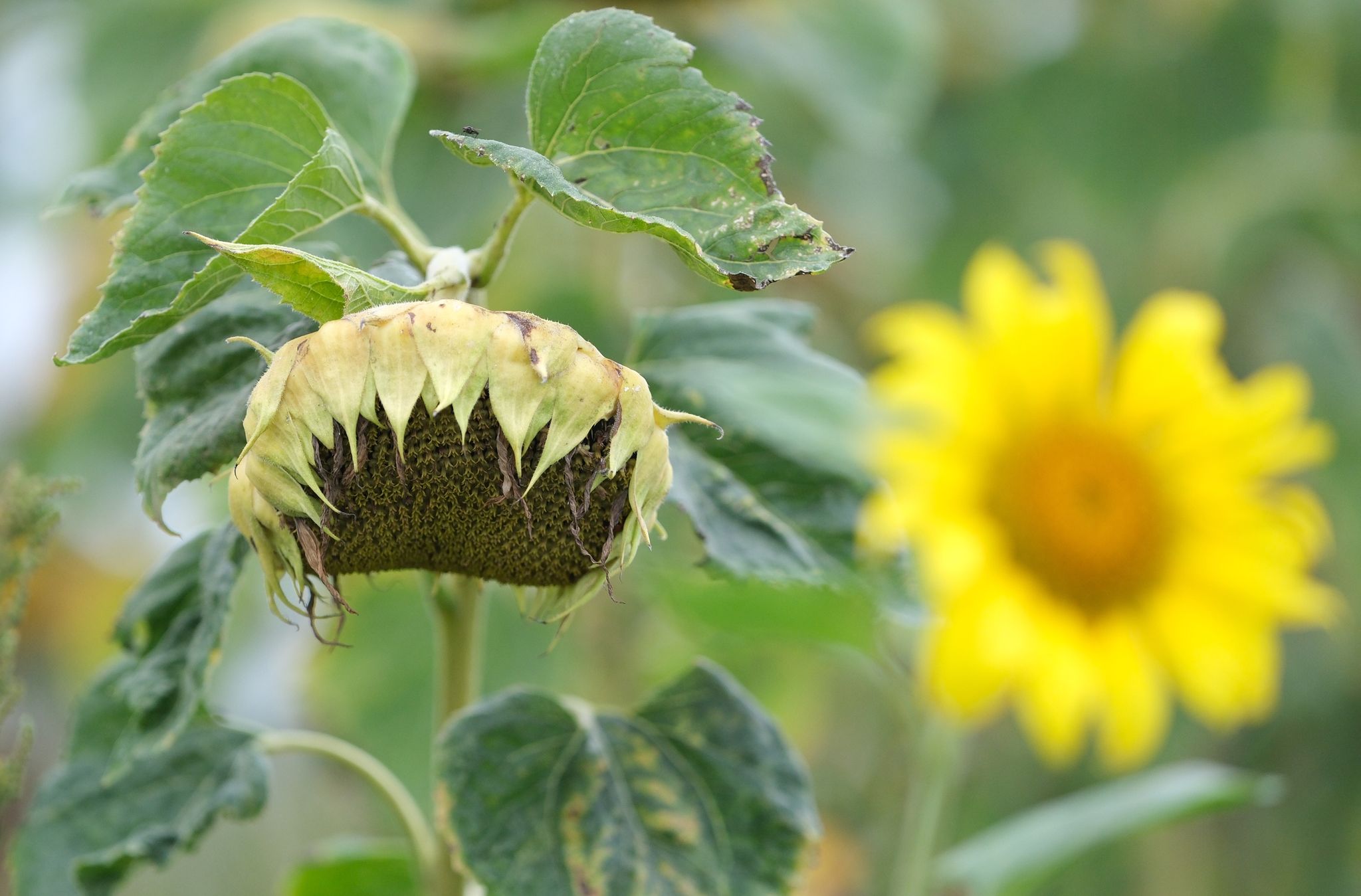 Meteorologischer Herbstanfang mit sommerlichen Temperaturen