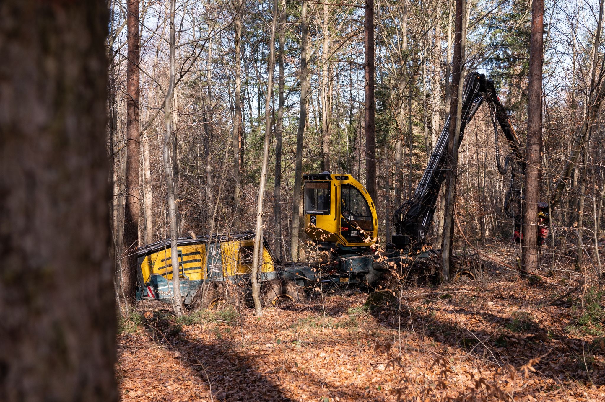 Verband: Bewirtschaftete Wälder sind gut für Umwelt