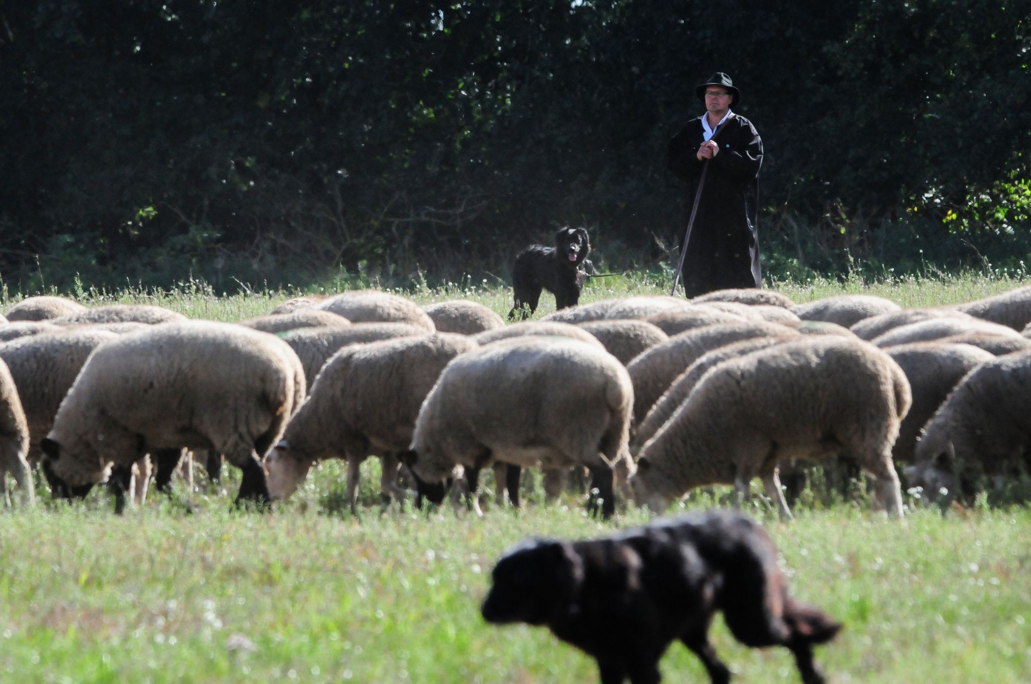 Wettstreit der Schäfer – Der Kampf um die goldene Schüppe