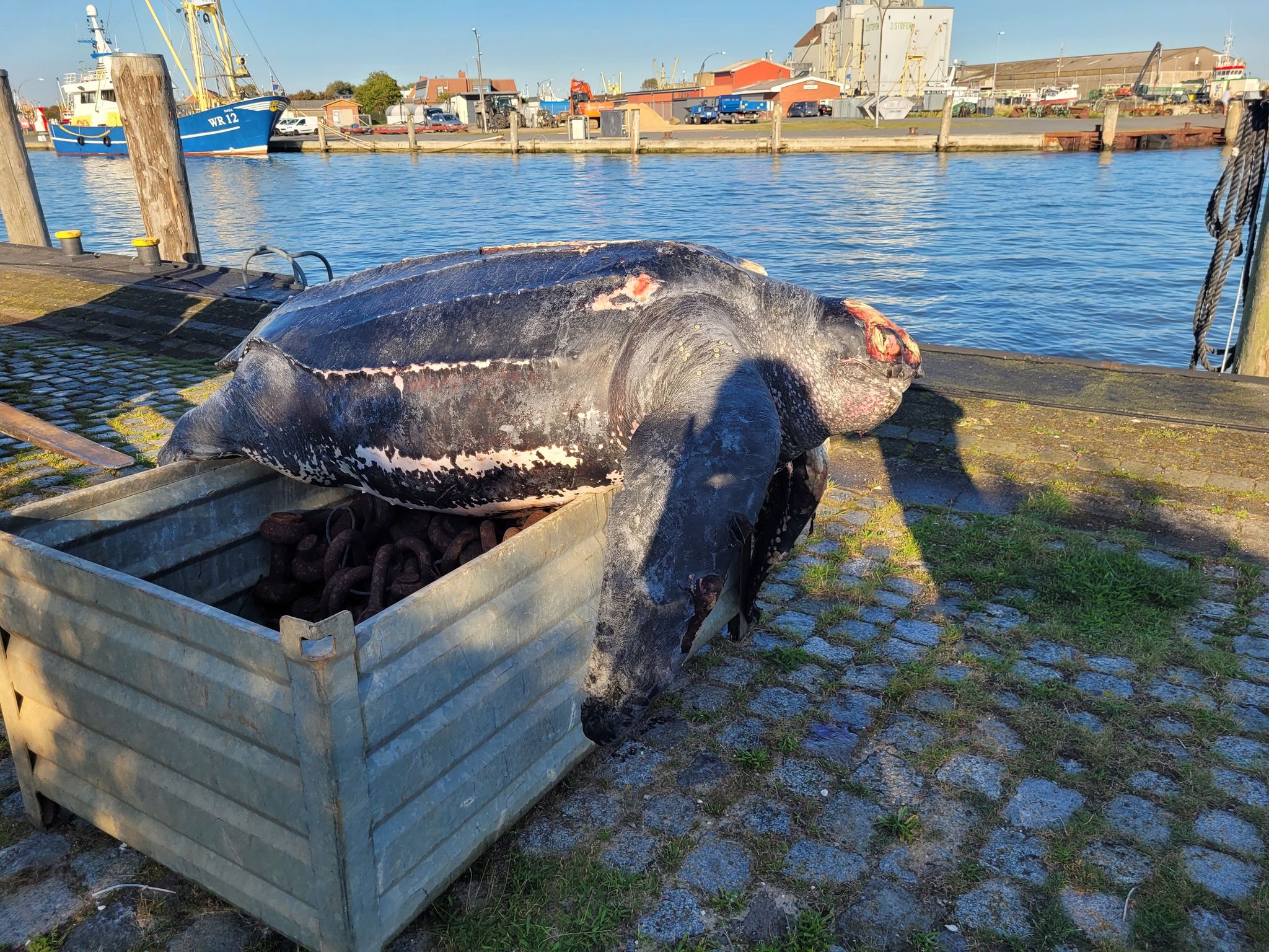 Forschende obduzieren tote Lederschildkröte aus der Nordsee