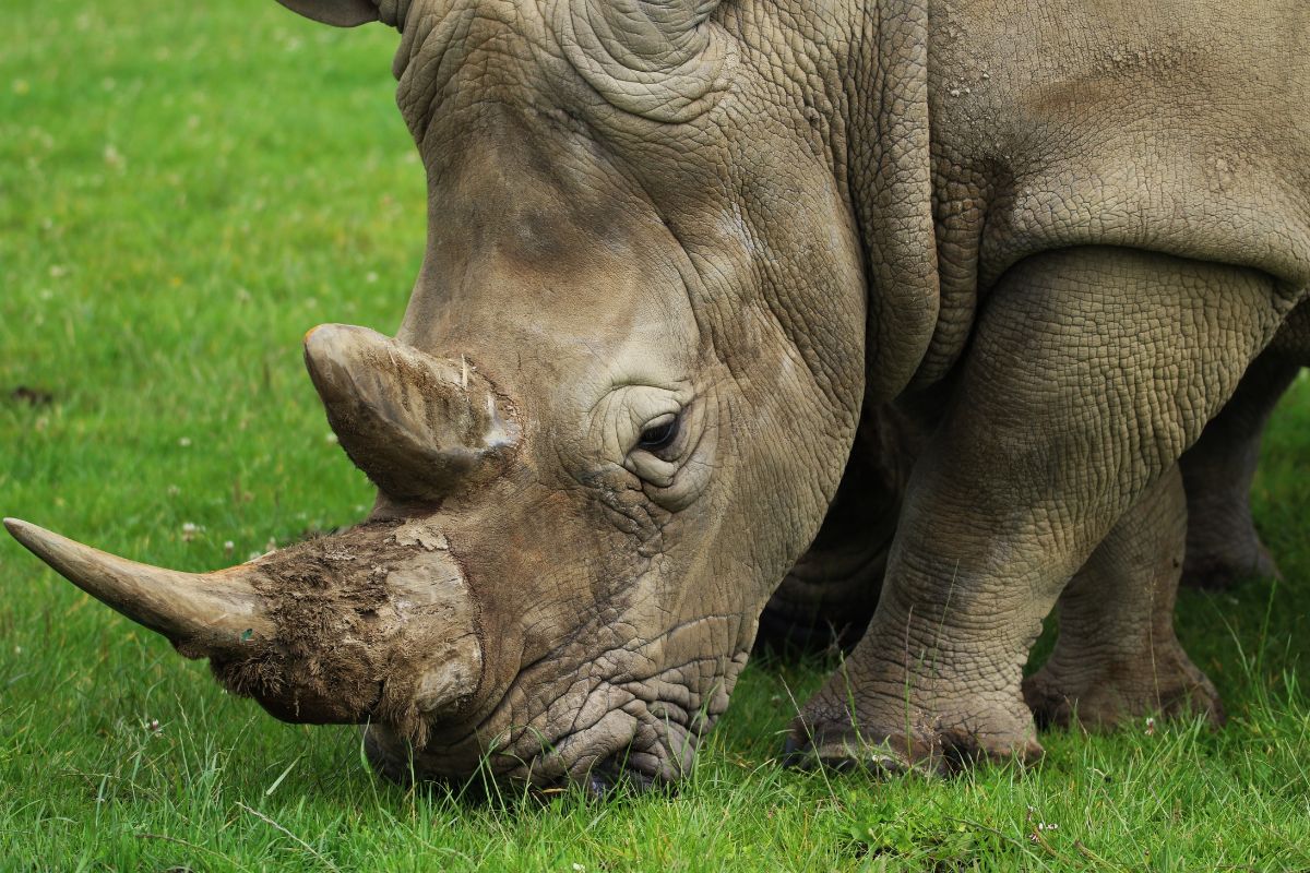 Nashorn tötet eigene Pflegerin