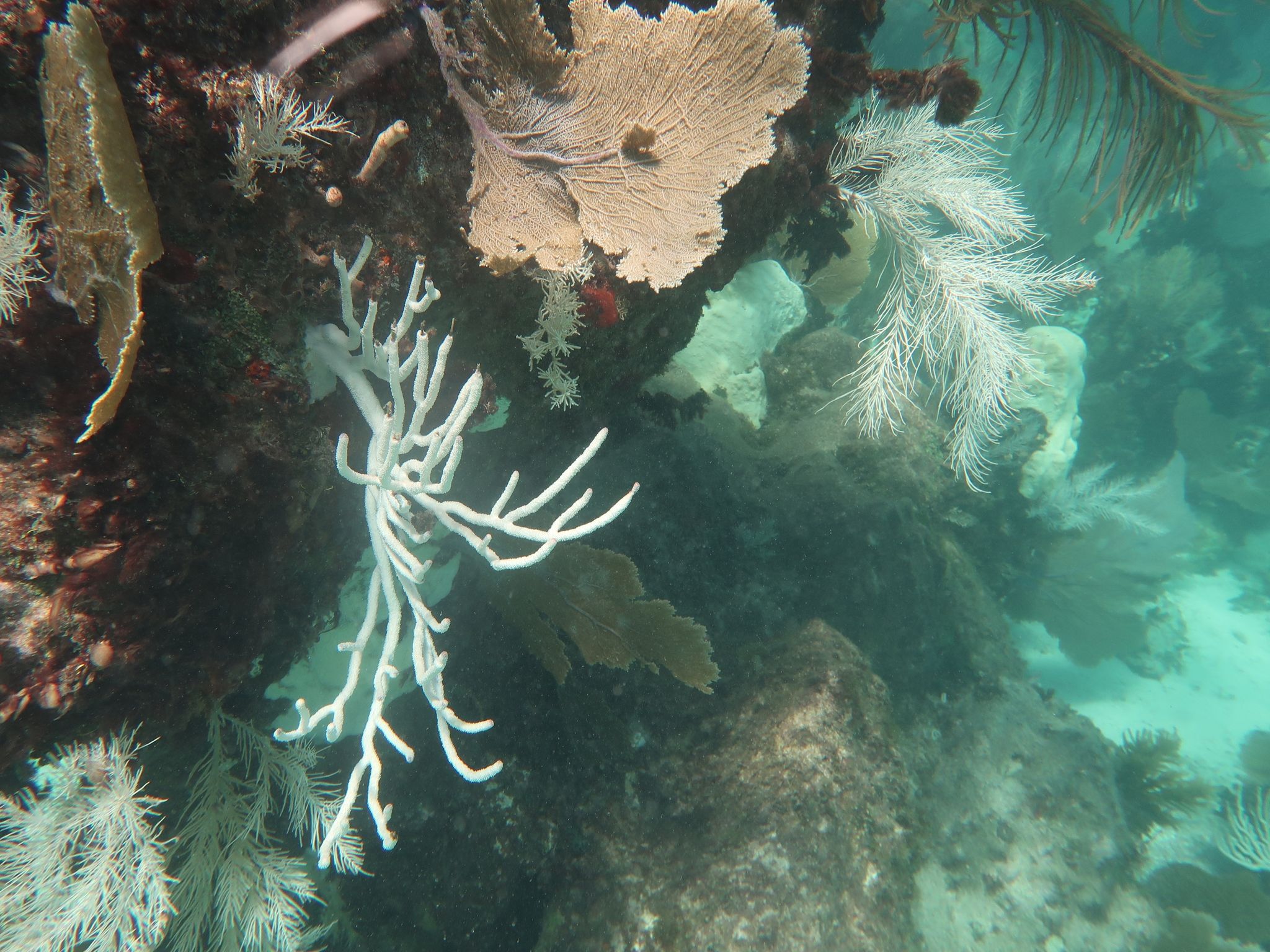 Korallensterben in Karibik so schlimm wie nie zuvor