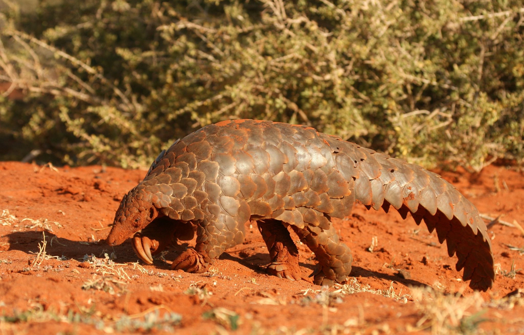 Auf den Spuren von Afrikas Pangolinen