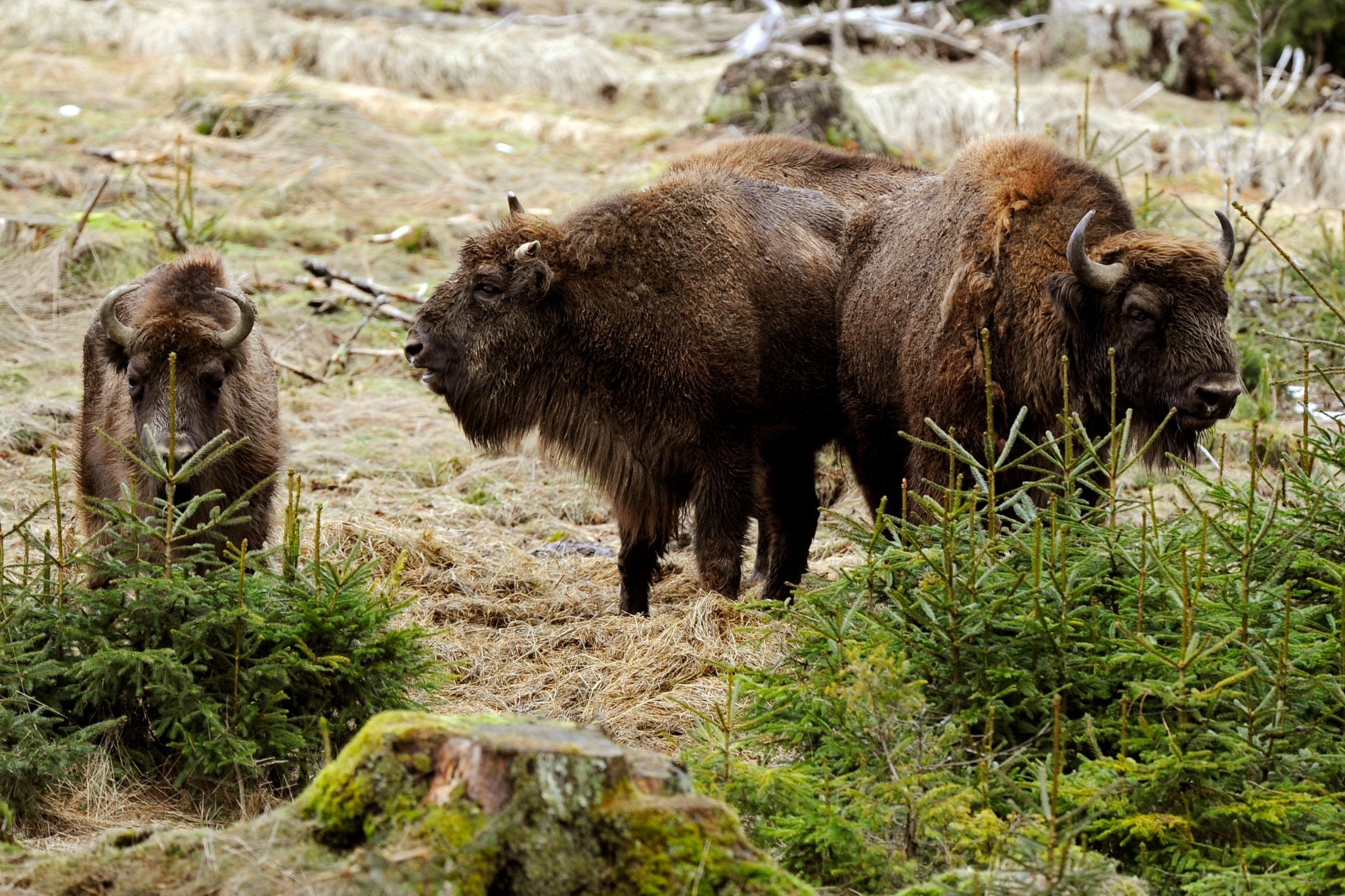 Streit um Wisente: Runder Tisch will Herdenmanagement