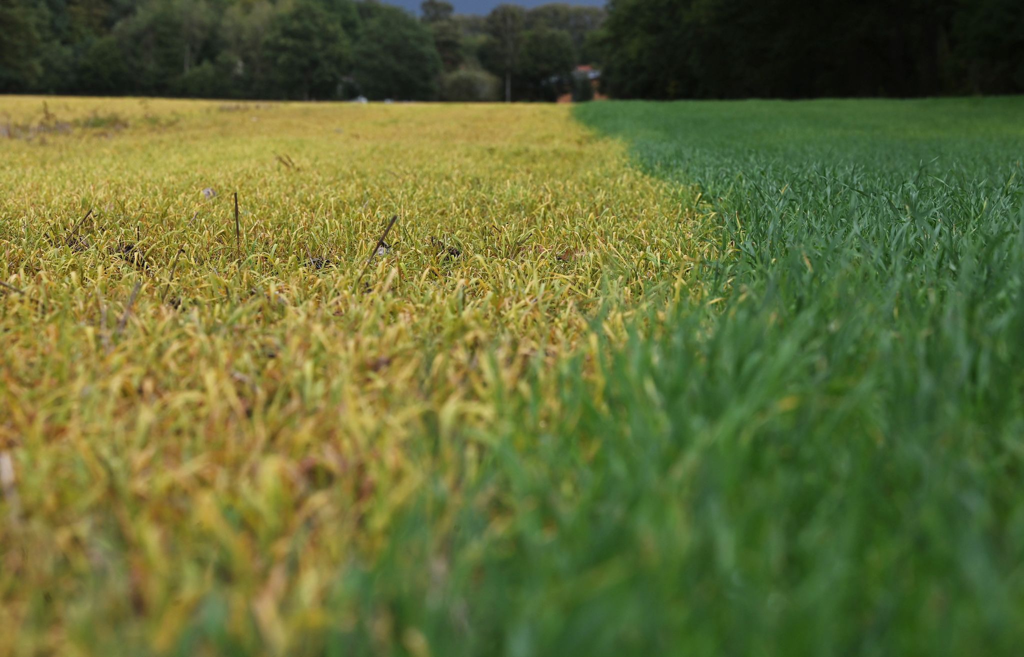Glyphosat: Was es mit dem Mittel auf sich hat