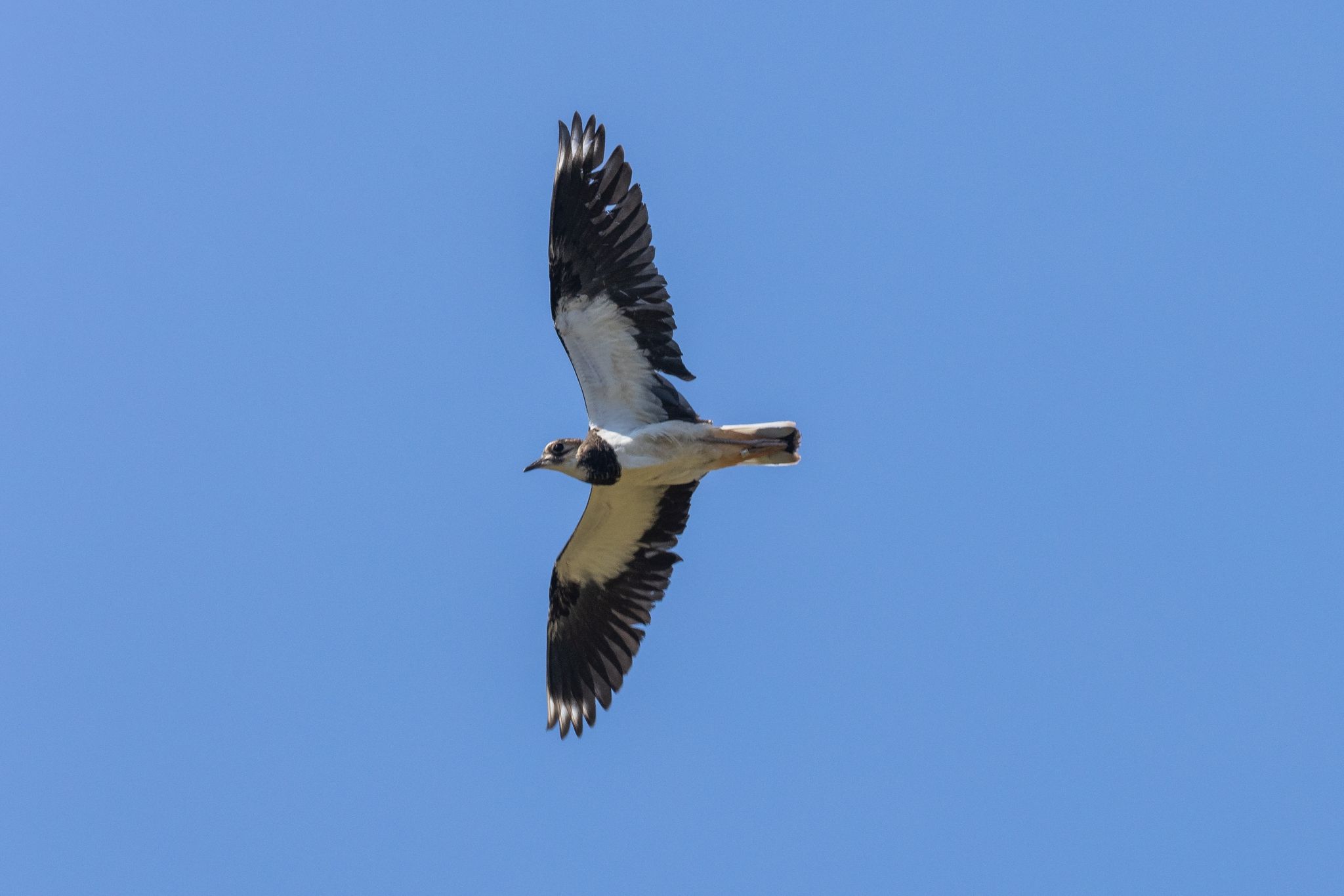 Luftakrobat mit Seltenheitswert: Kiebitz «Vogel des Jahres»
