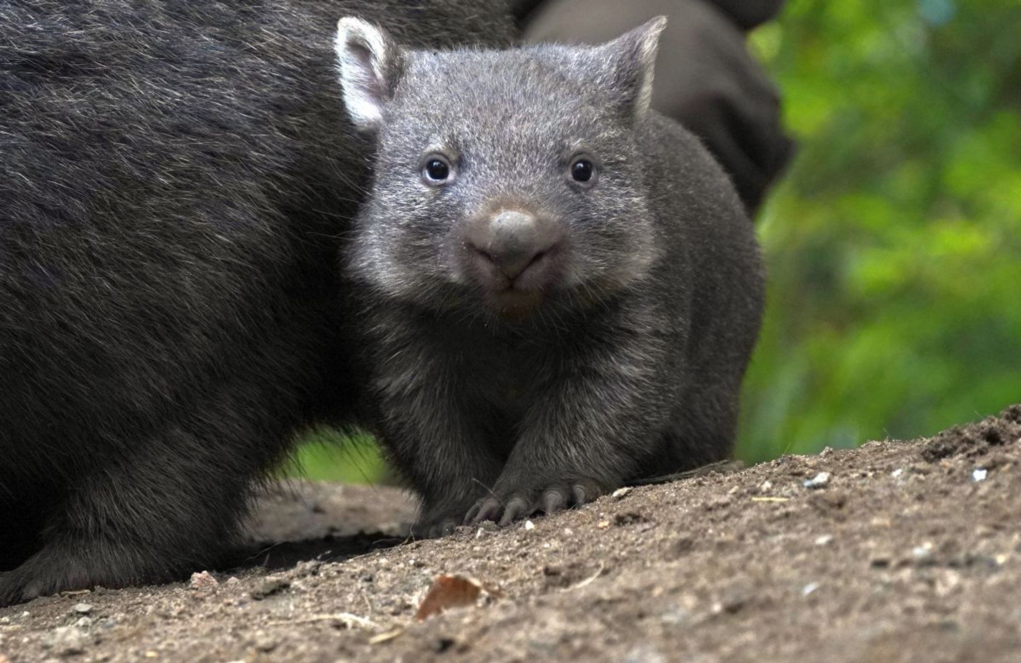 Wombat-Nachwuchs zeigt sich im Zoo Hannover
