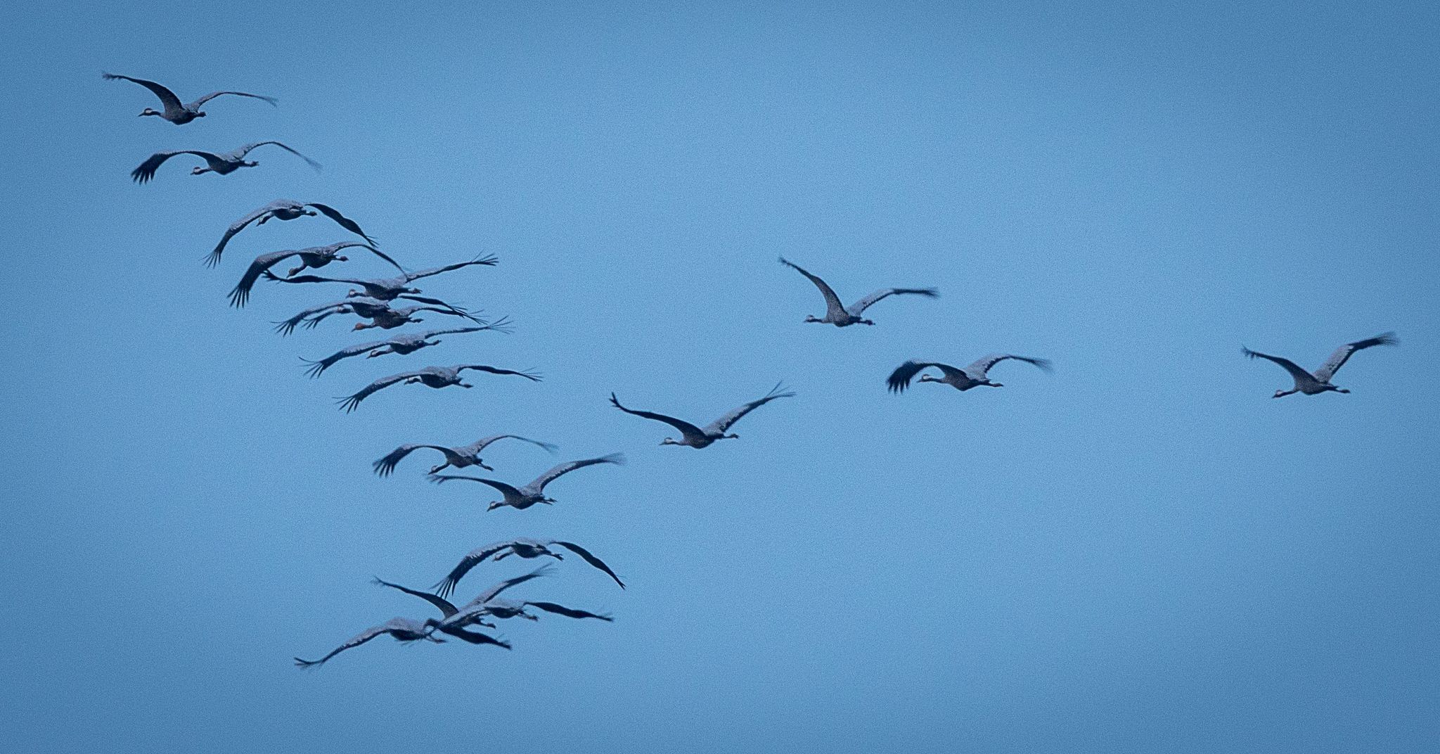 Rund 1000 Zugvögel prallen gegen Fenster und sterben